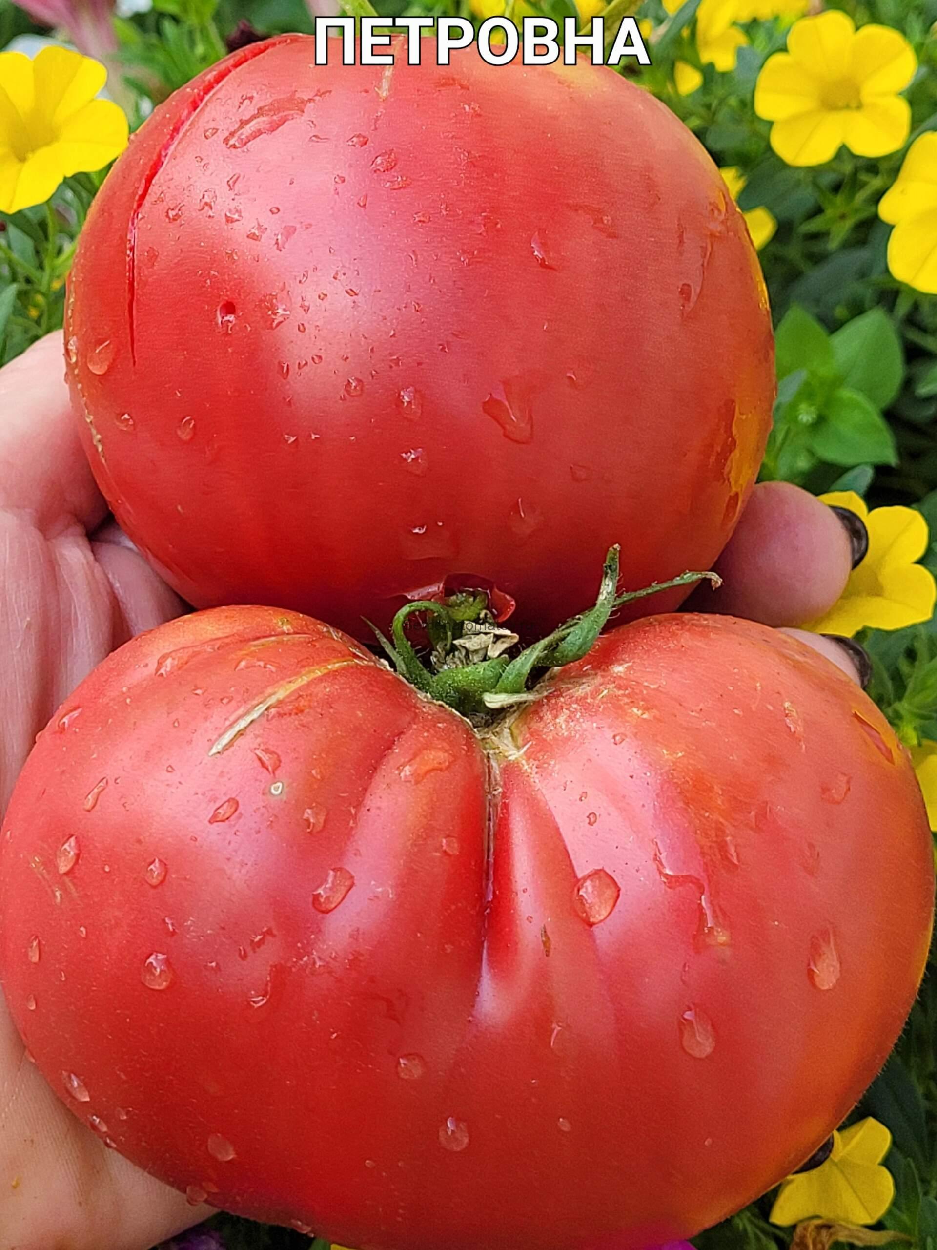 Петровна 1.8м Среднеспелый 300-700гр