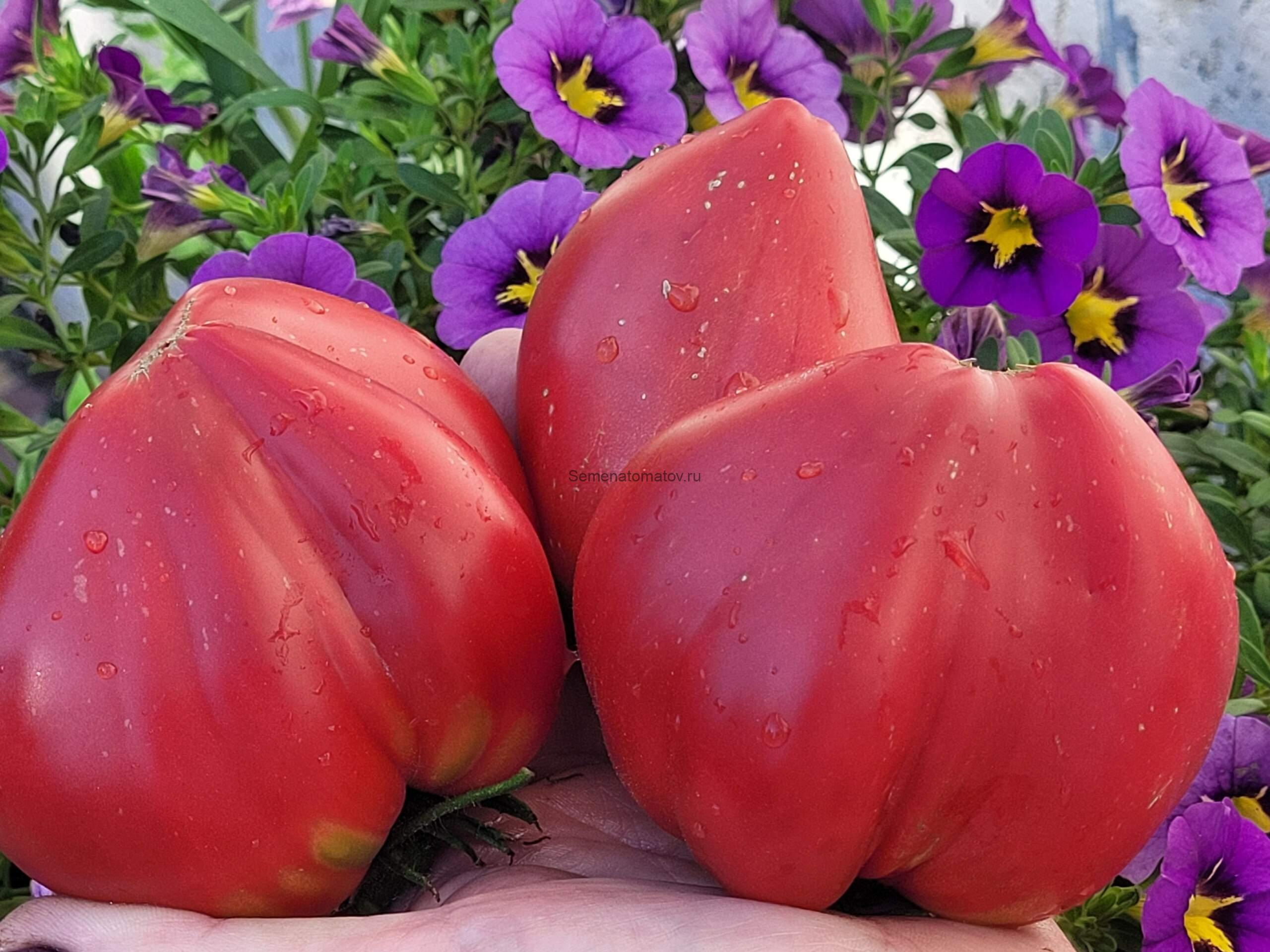 Розовый Делис Pink Delice 1.8м среднеспелый 300-400гр