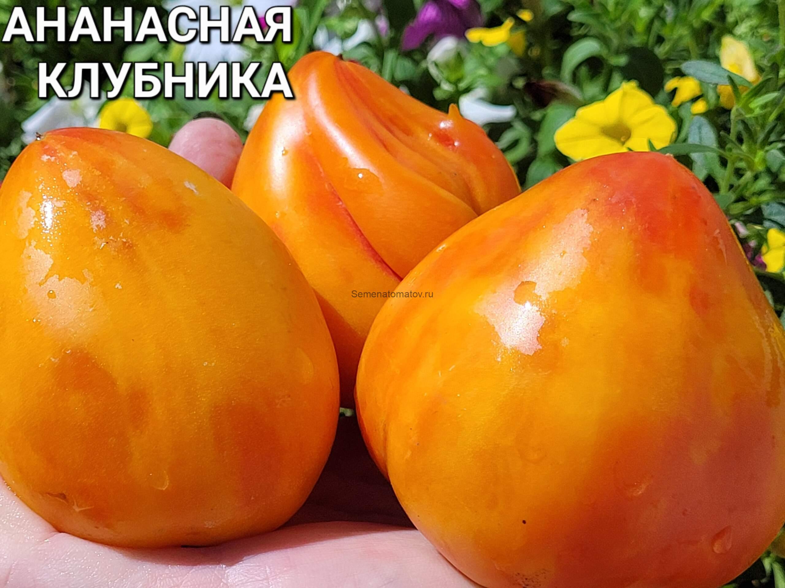 Ананасная Клубника 1.8м среднеспелый 200-400гр — изображение 3