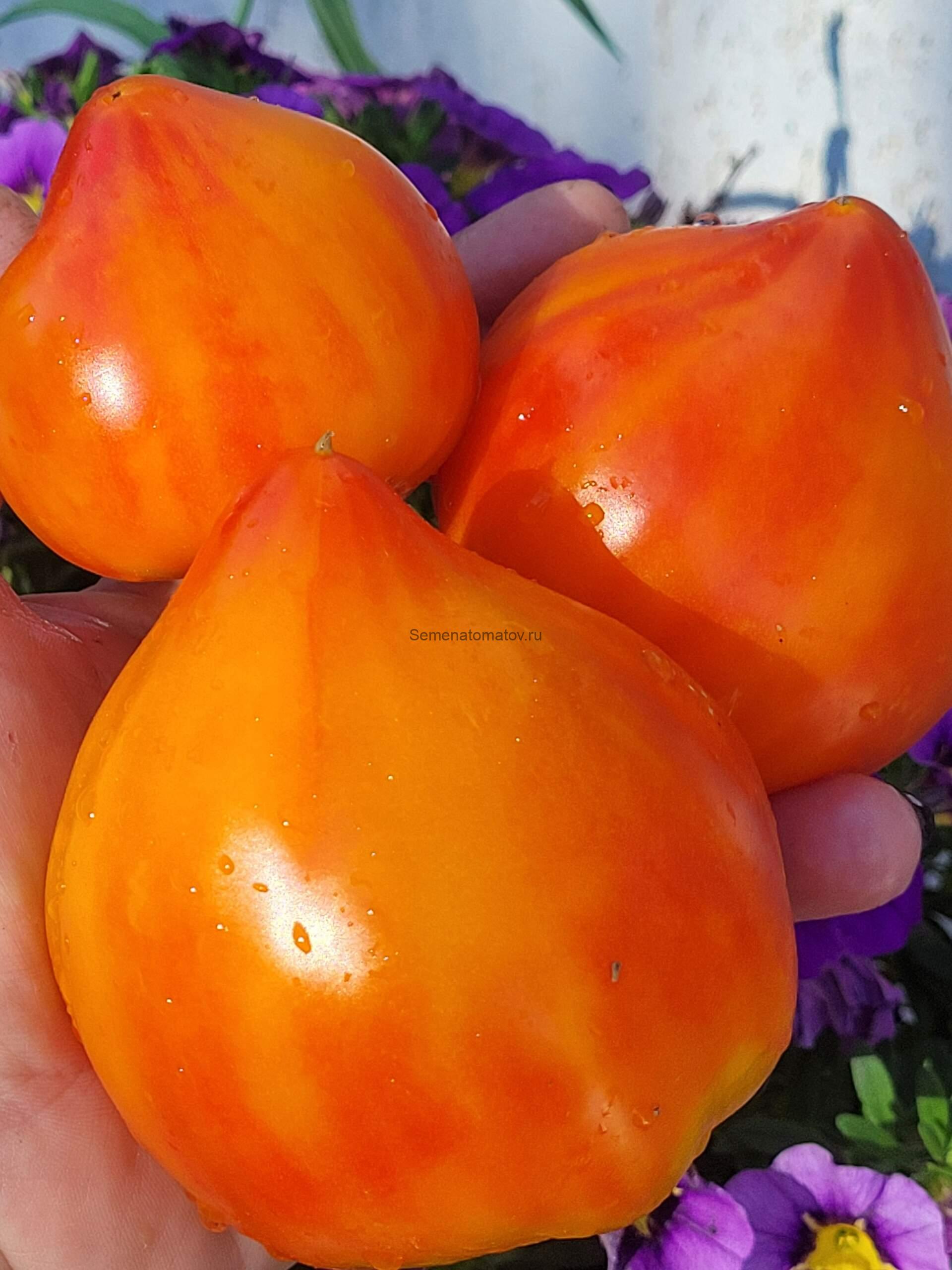 Ананасная Клубника 1.8м среднеспелый 200-400гр