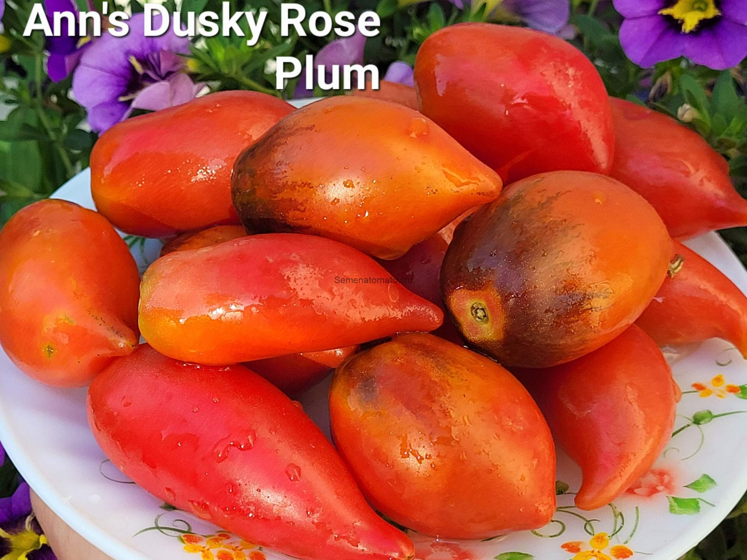 Dwarf Ann`s Dusky Rose Plum ГномТемно Розовая Слива Энн