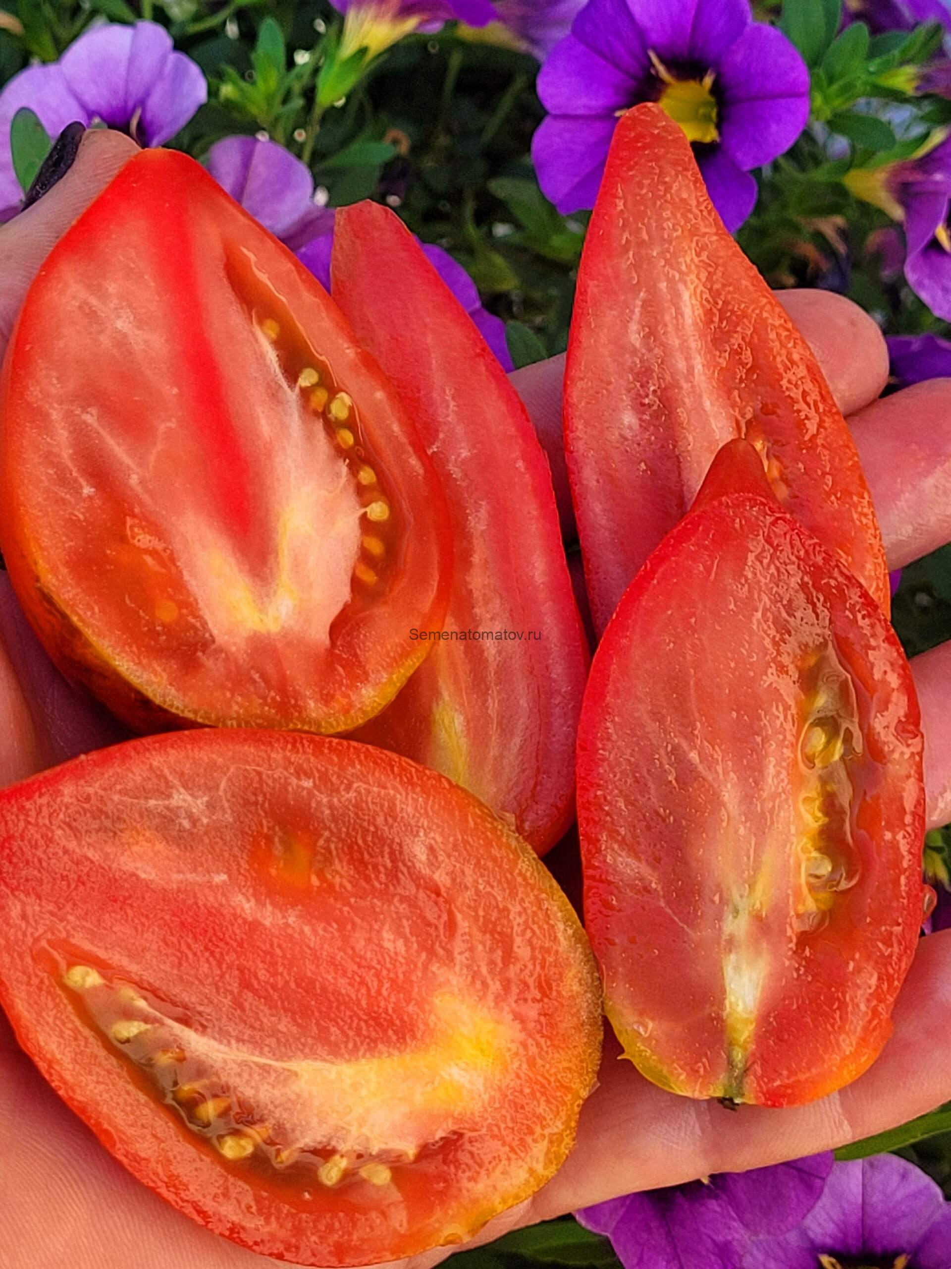 Dwarf Ann`s Dusky Rose Plum ГномТемно Розовая Слива Энн — изображение 2