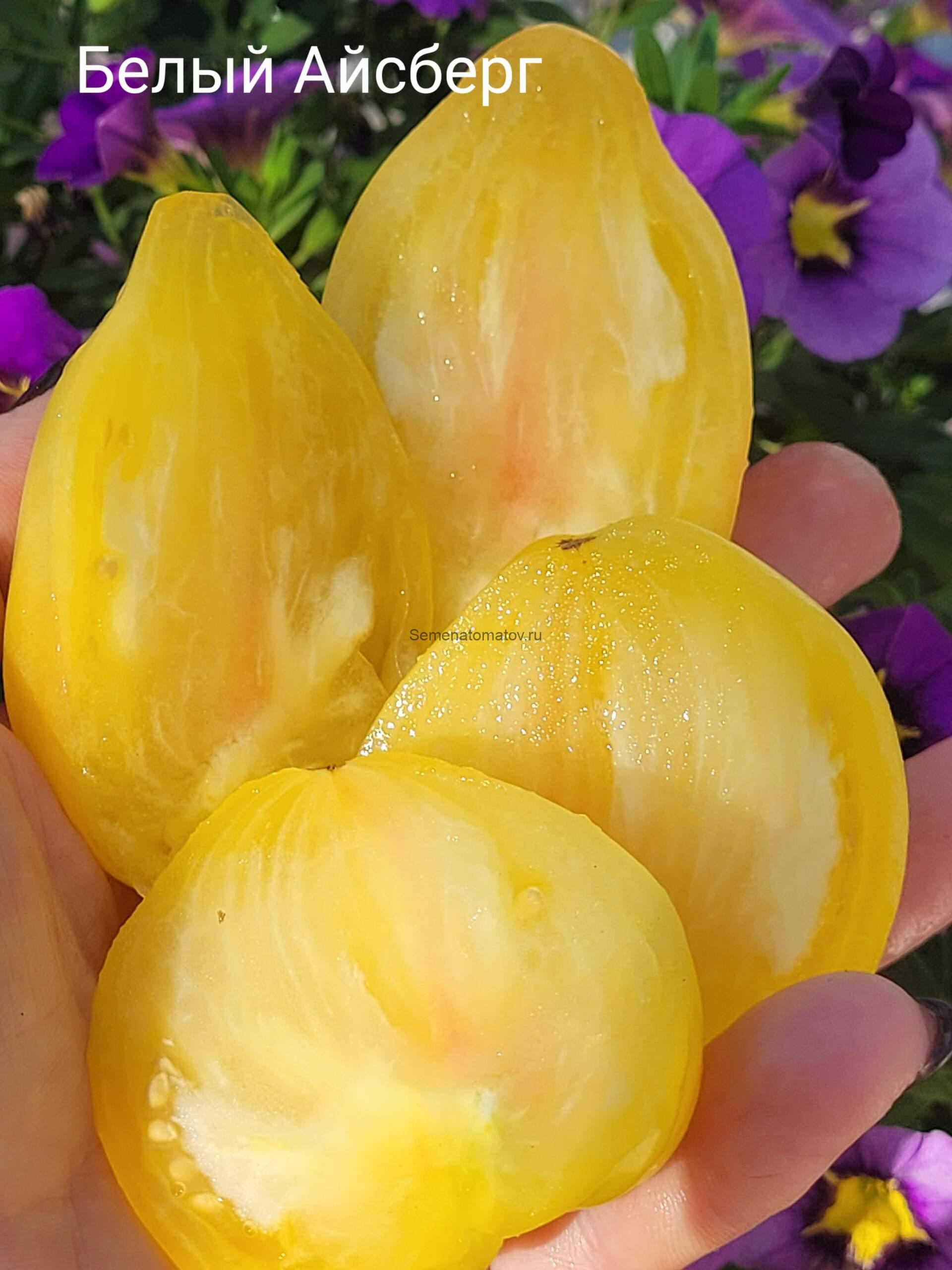 Белый Айсберг — изображение 2