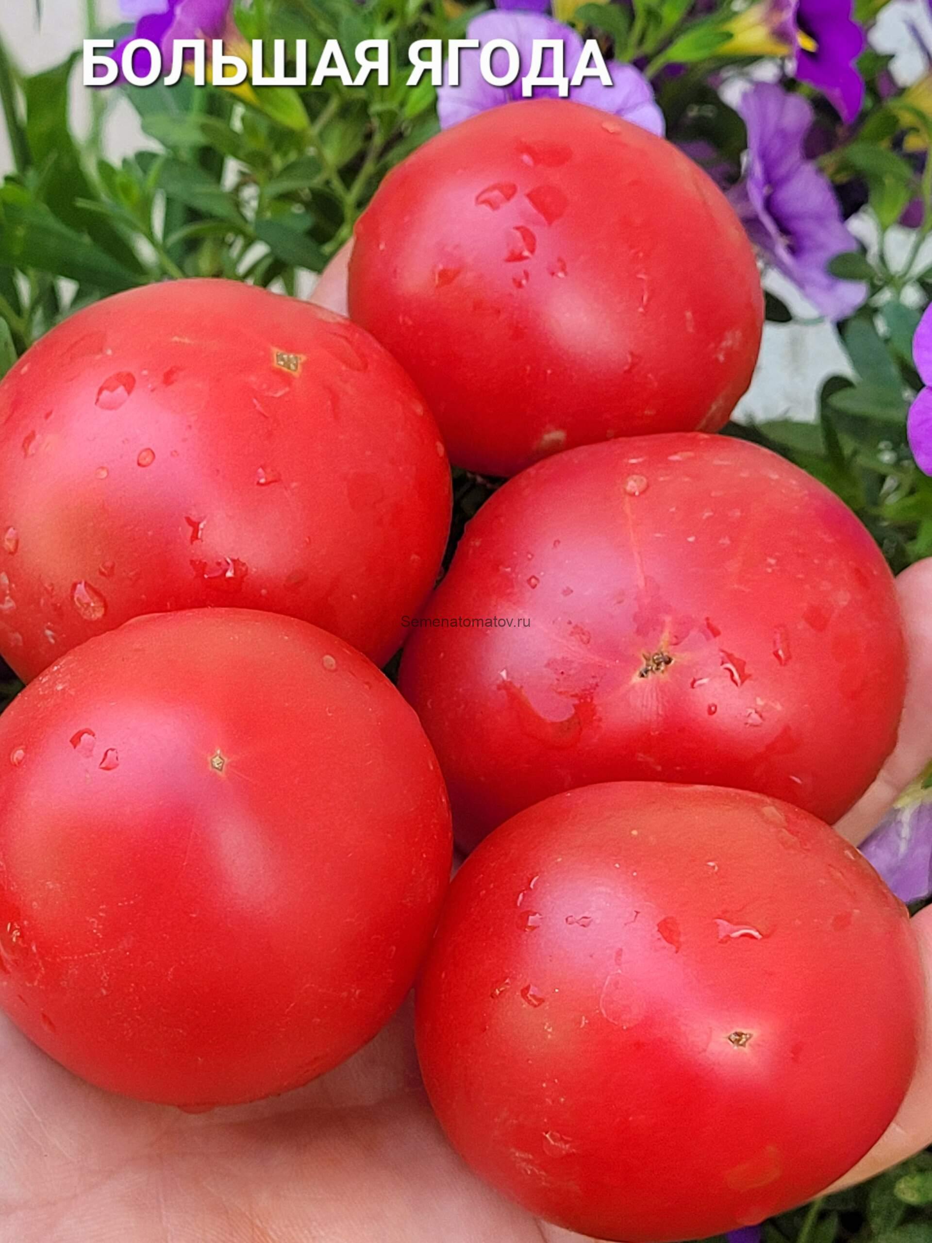 Большая Ягода 1.5м среднеспелый 150-250гр