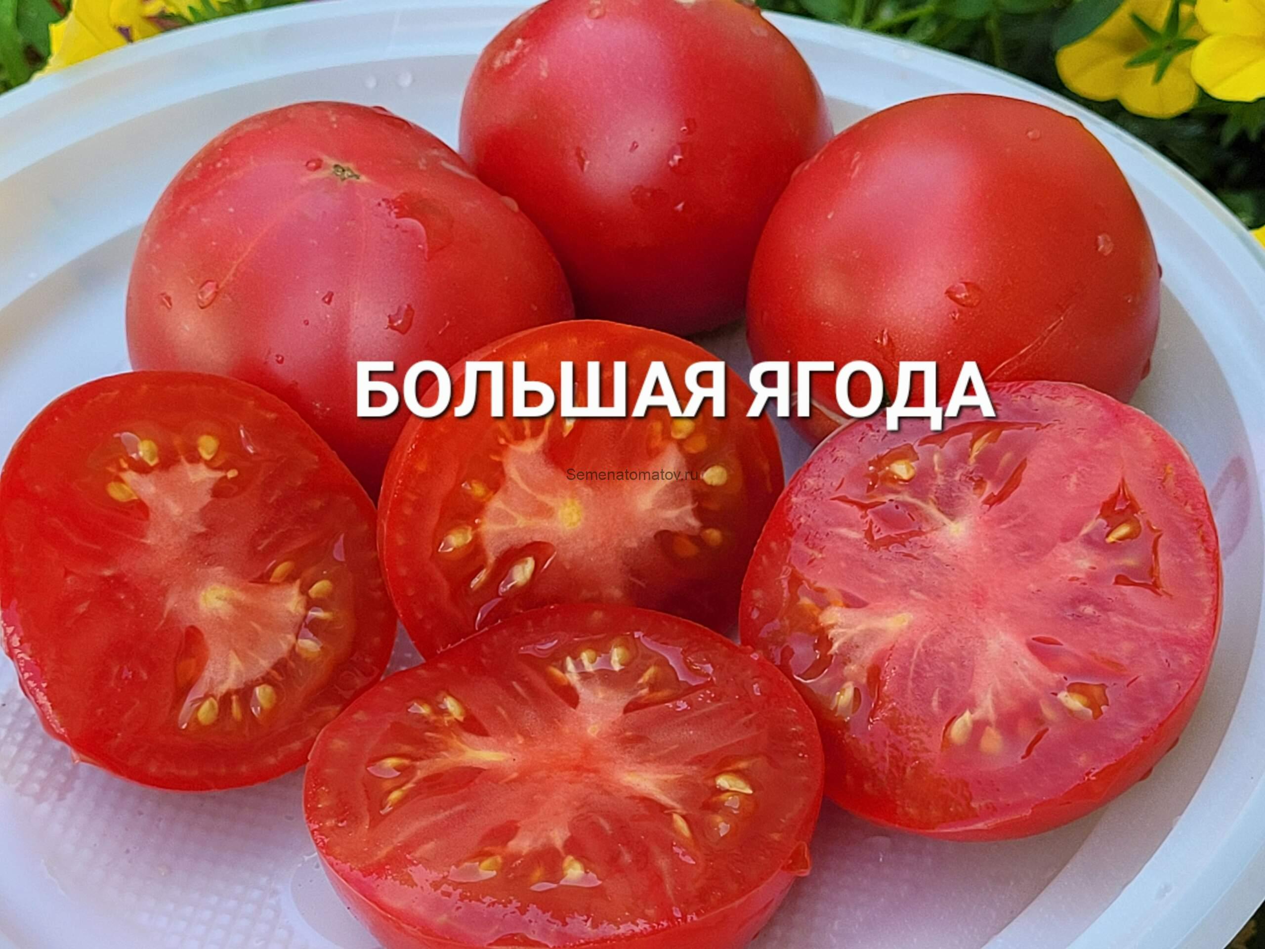 Большая Ягода 1.5м среднеспелый 150-250гр — изображение 2