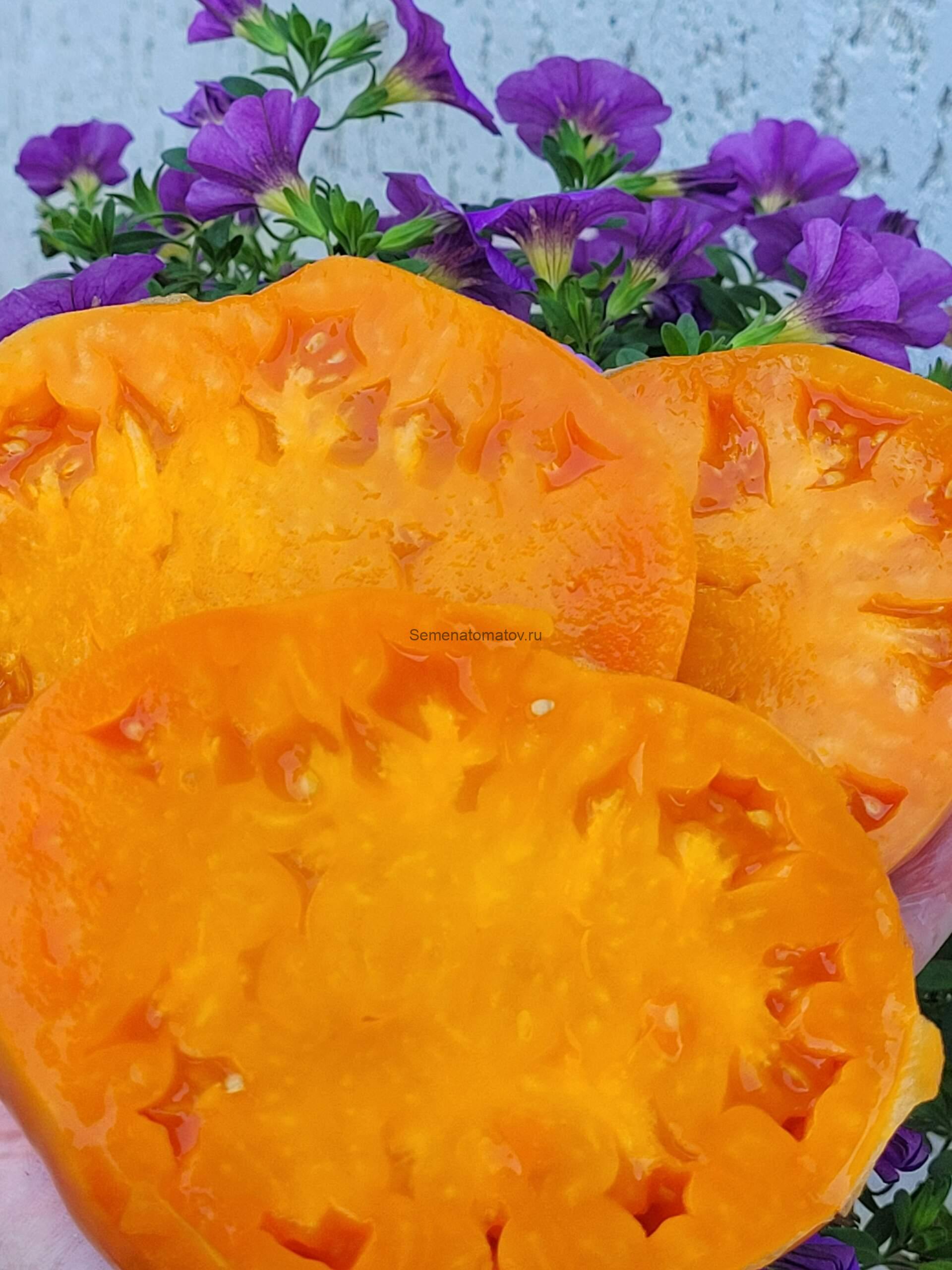 Большой Золотой Вкусный Big Golden Delicious2м средне-поздний 400-700гр — изображение 2