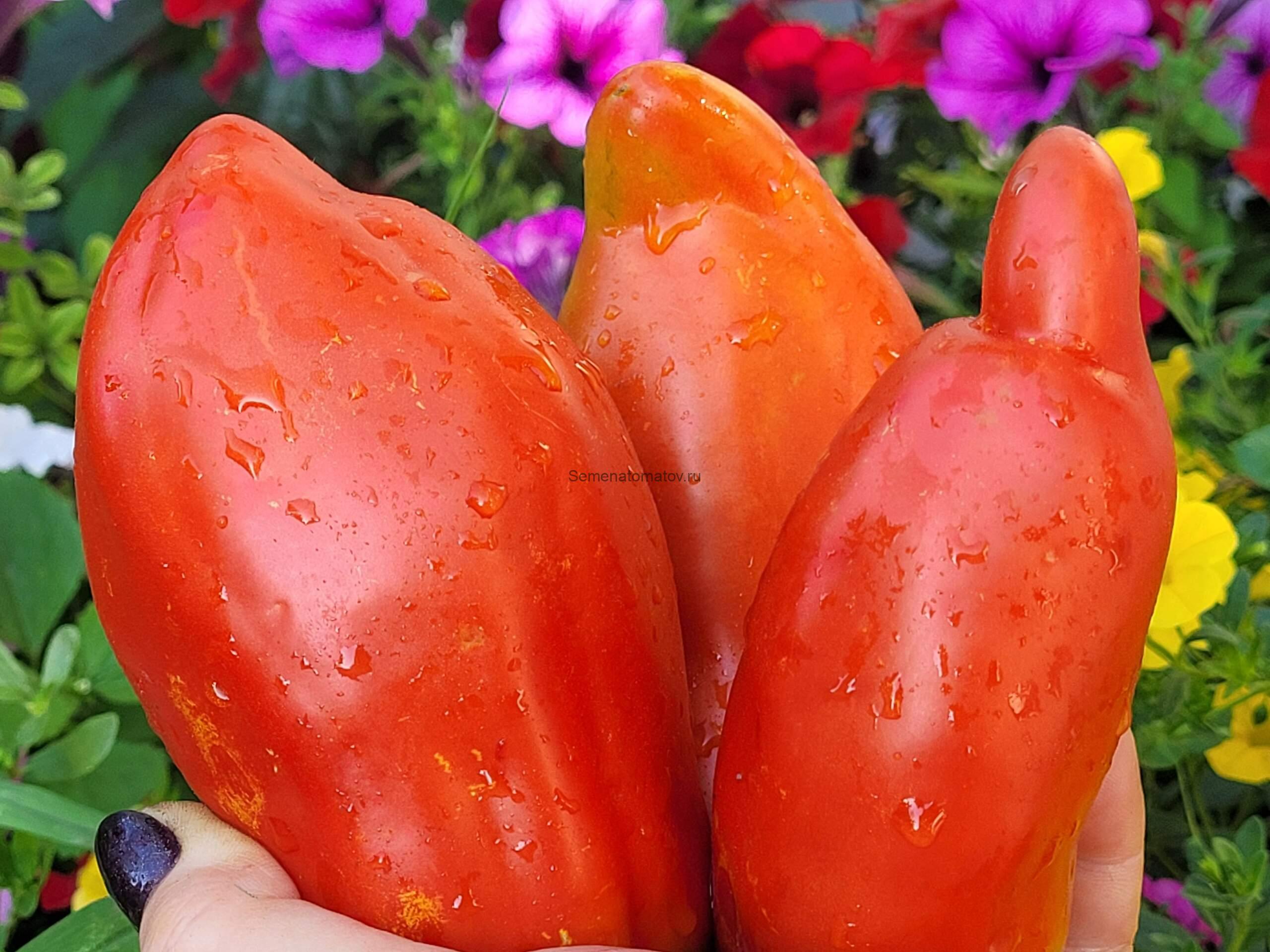 Chipmunk / Бурундучок