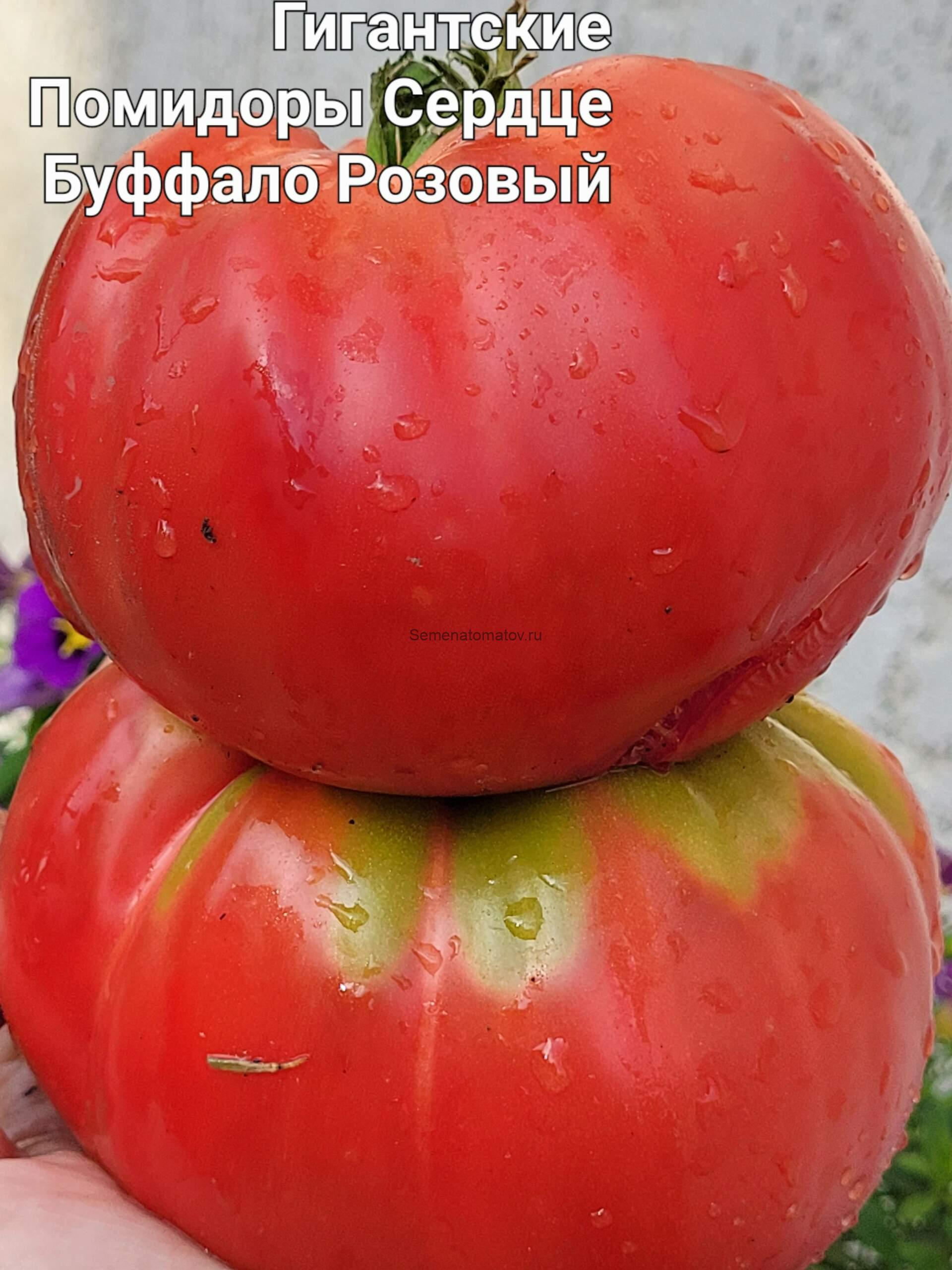 Rosii Gigant Inima de Bivol Roz Opal (Гигантские помидоры Сердце Буффало Розовый Опал), Италия