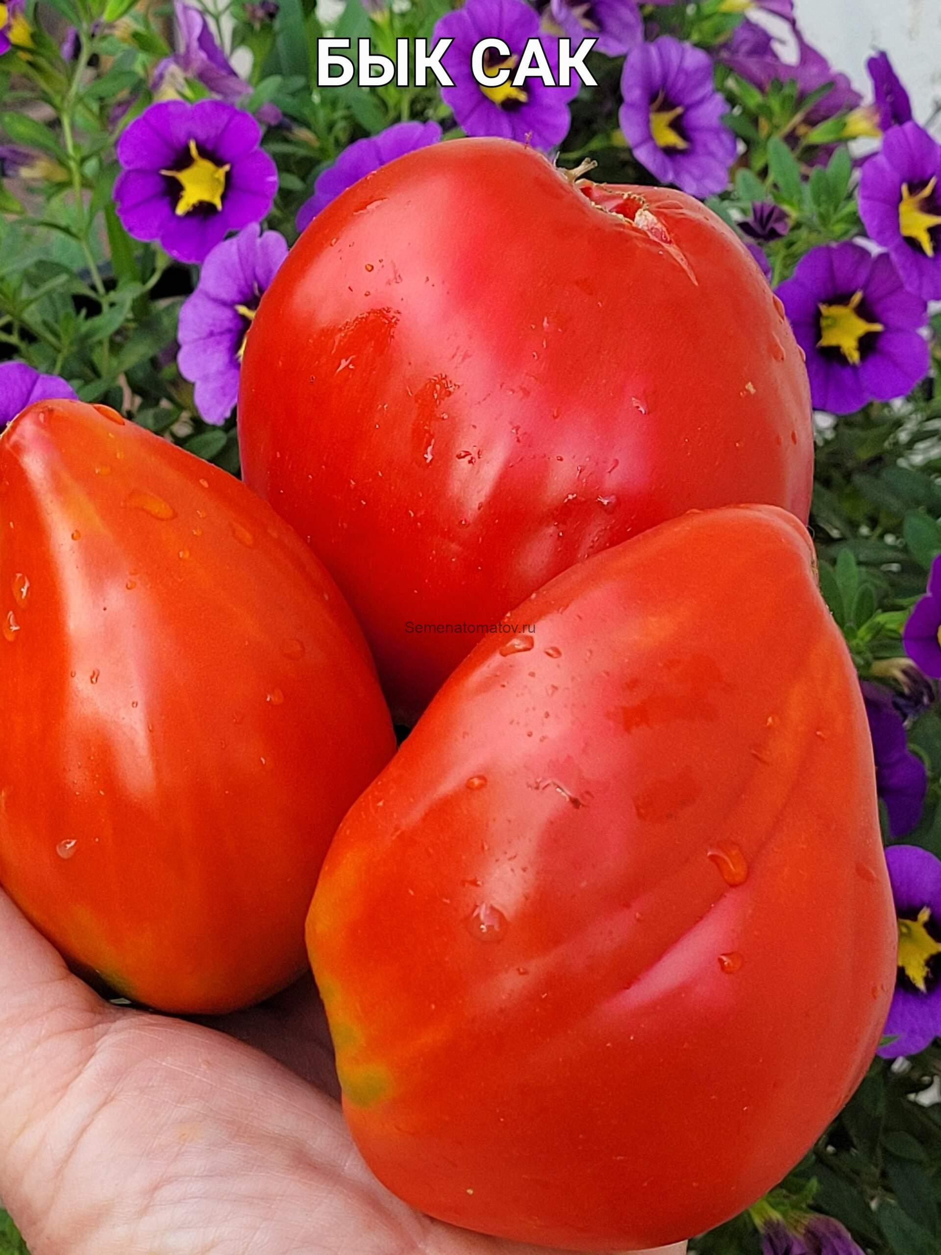 Bull Sac (Бык Сак)