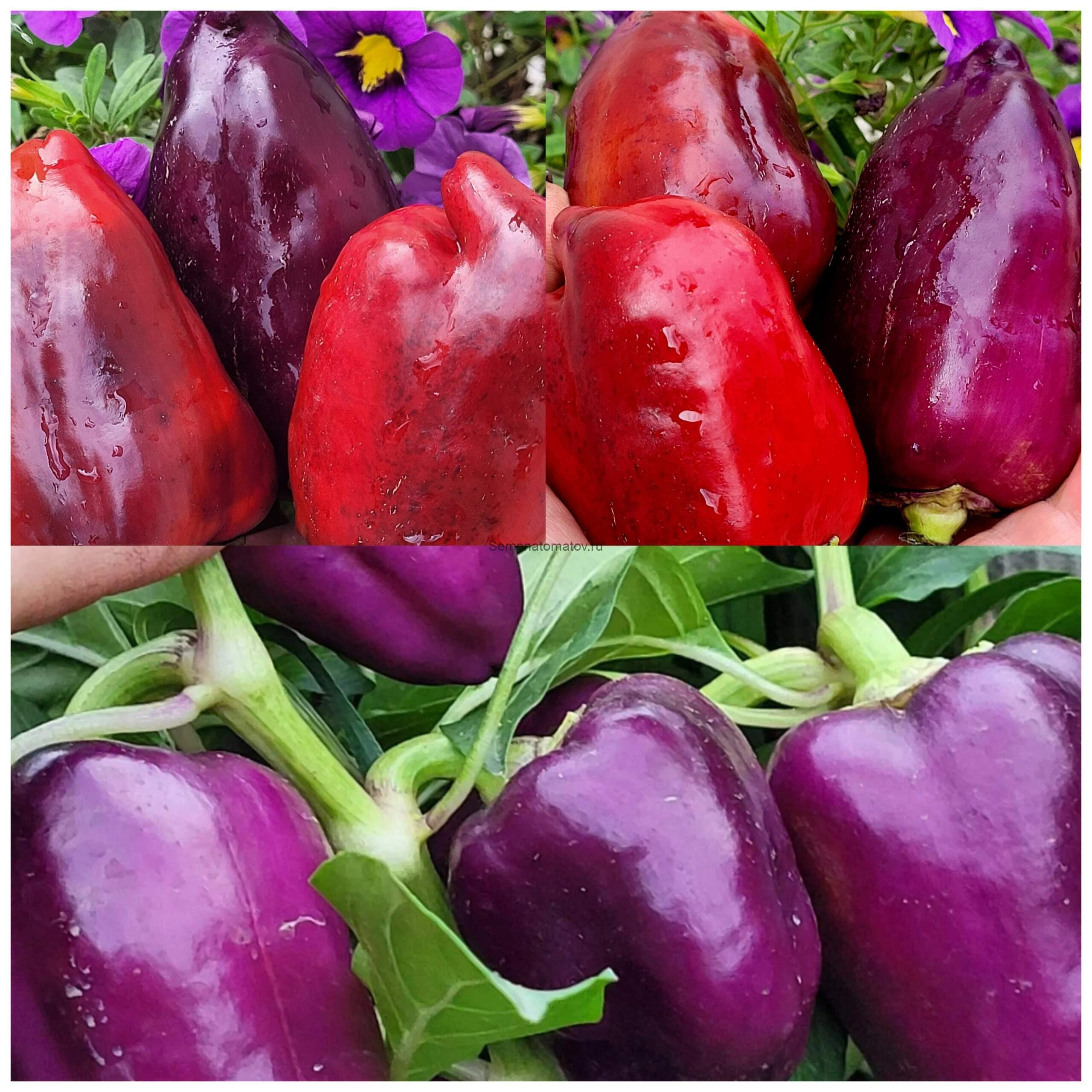 Ветка Сирени — изображение 3