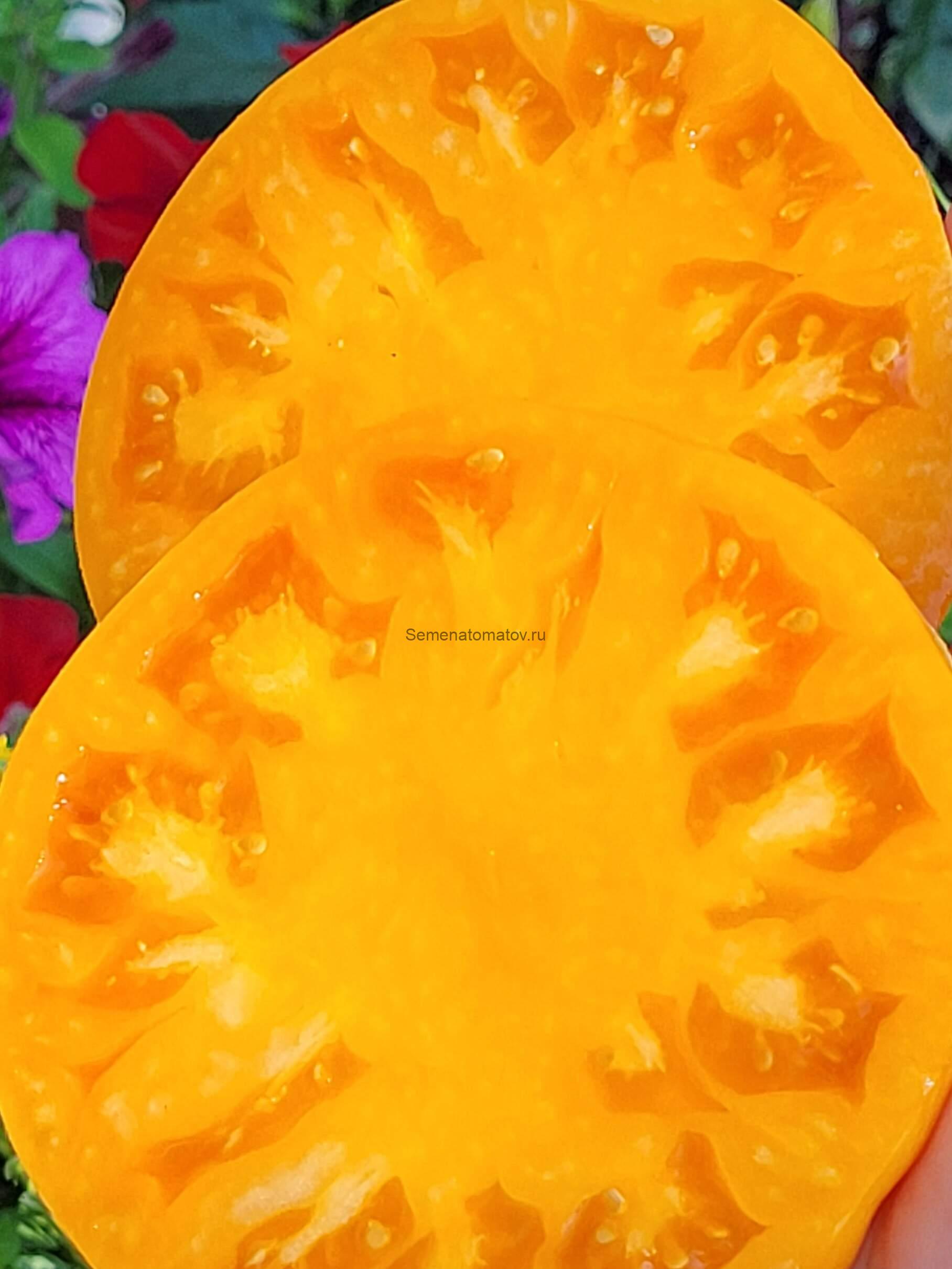 Большой Золотой Вкусный Big Golden Delicious2м средне-поздний 400-700гр — изображение 4