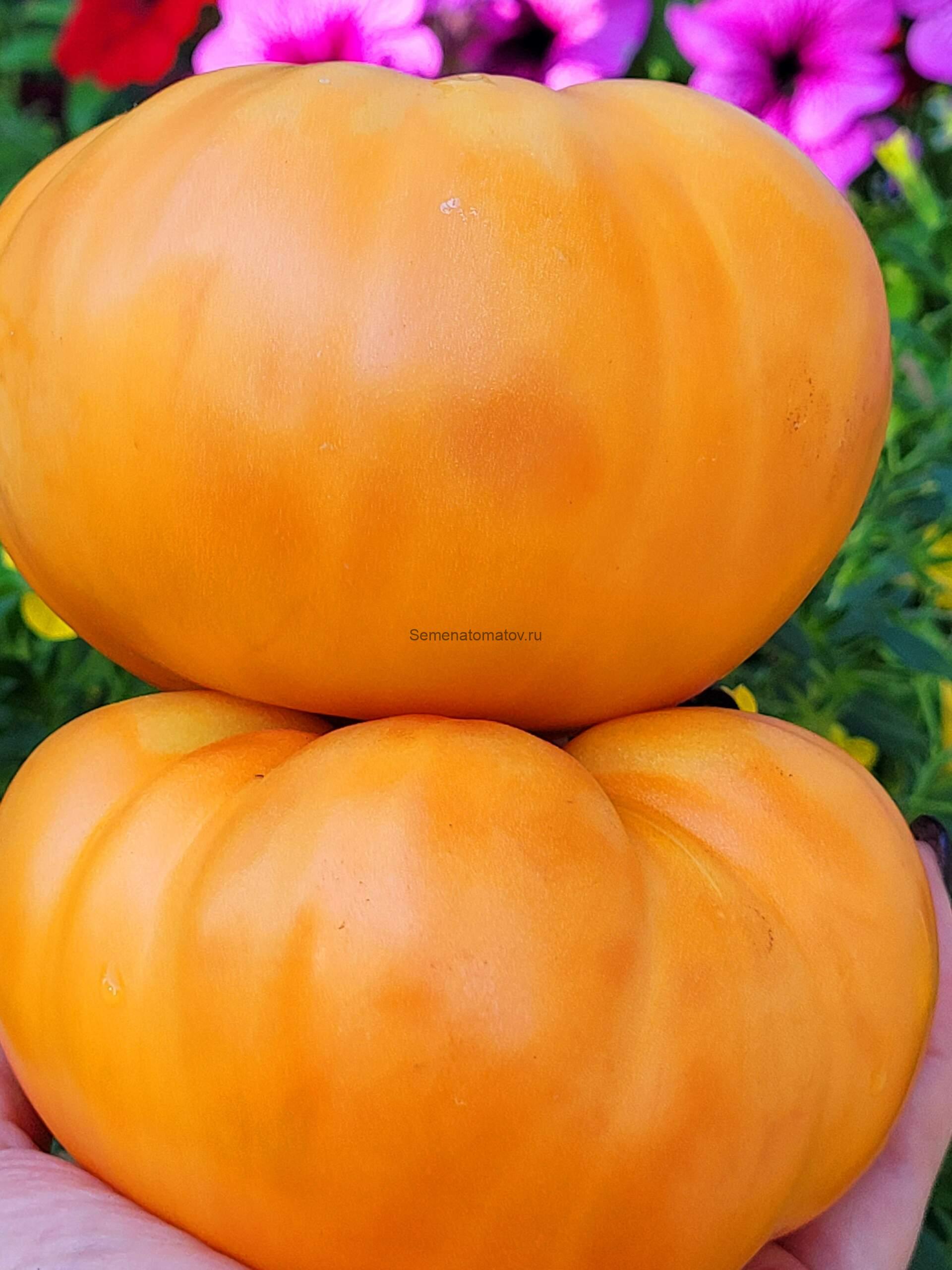 Большой Золотой Вкусный Big Golden Delicious2м средне-поздний 400-700гр — изображение 3