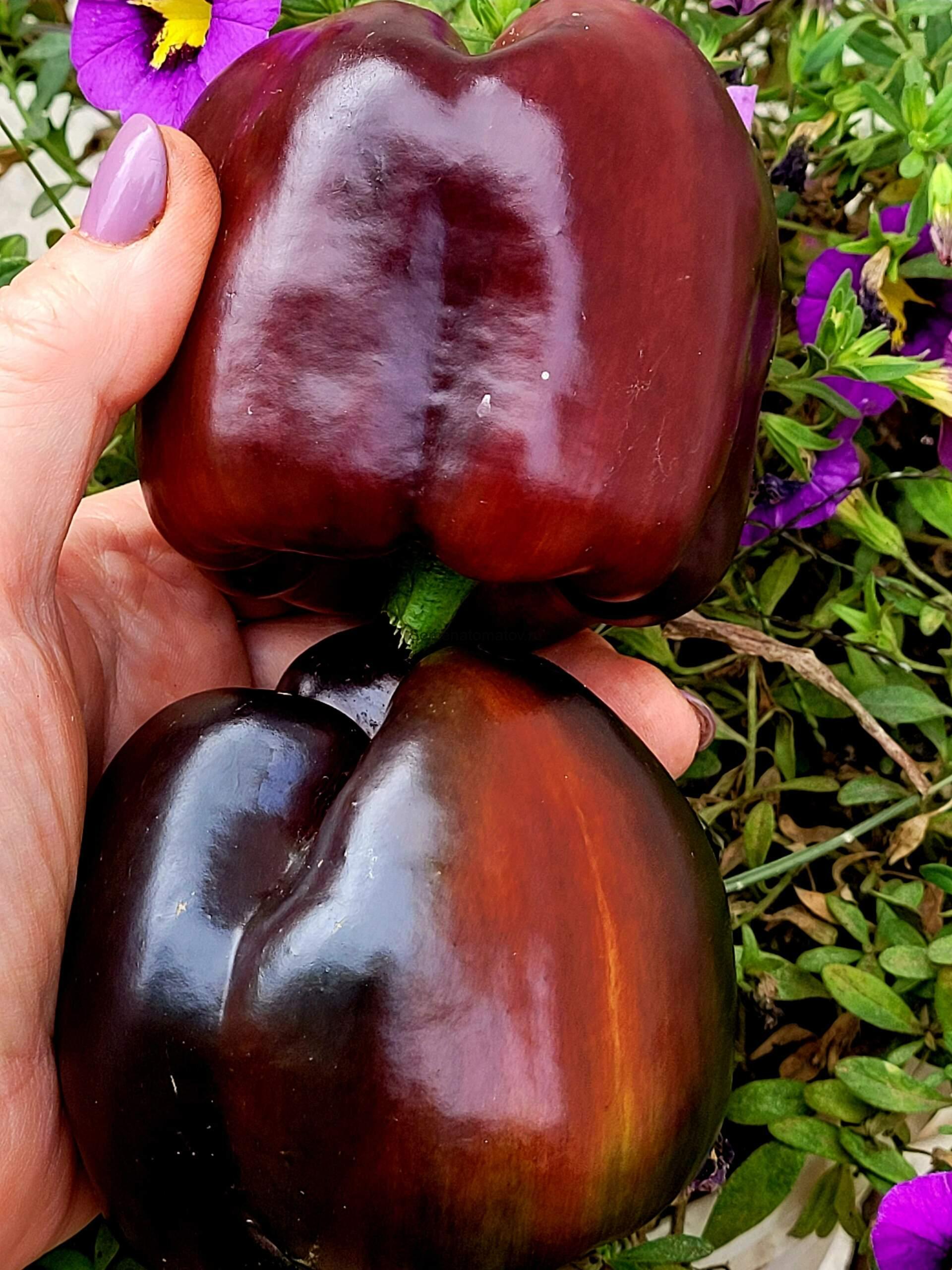 Галактика Galaxy — изображение 2