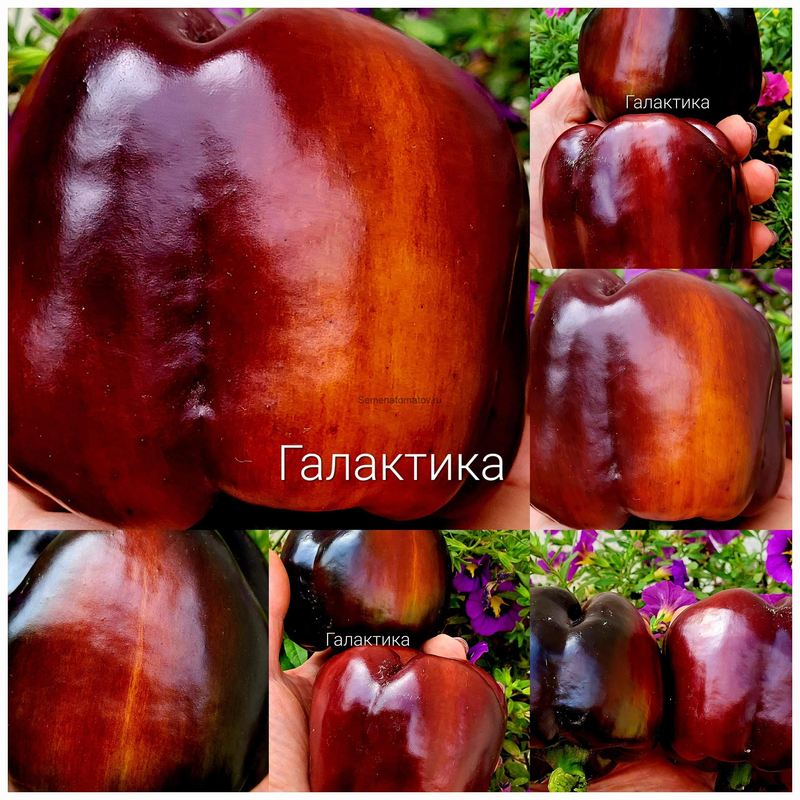 Галактика Galaxy