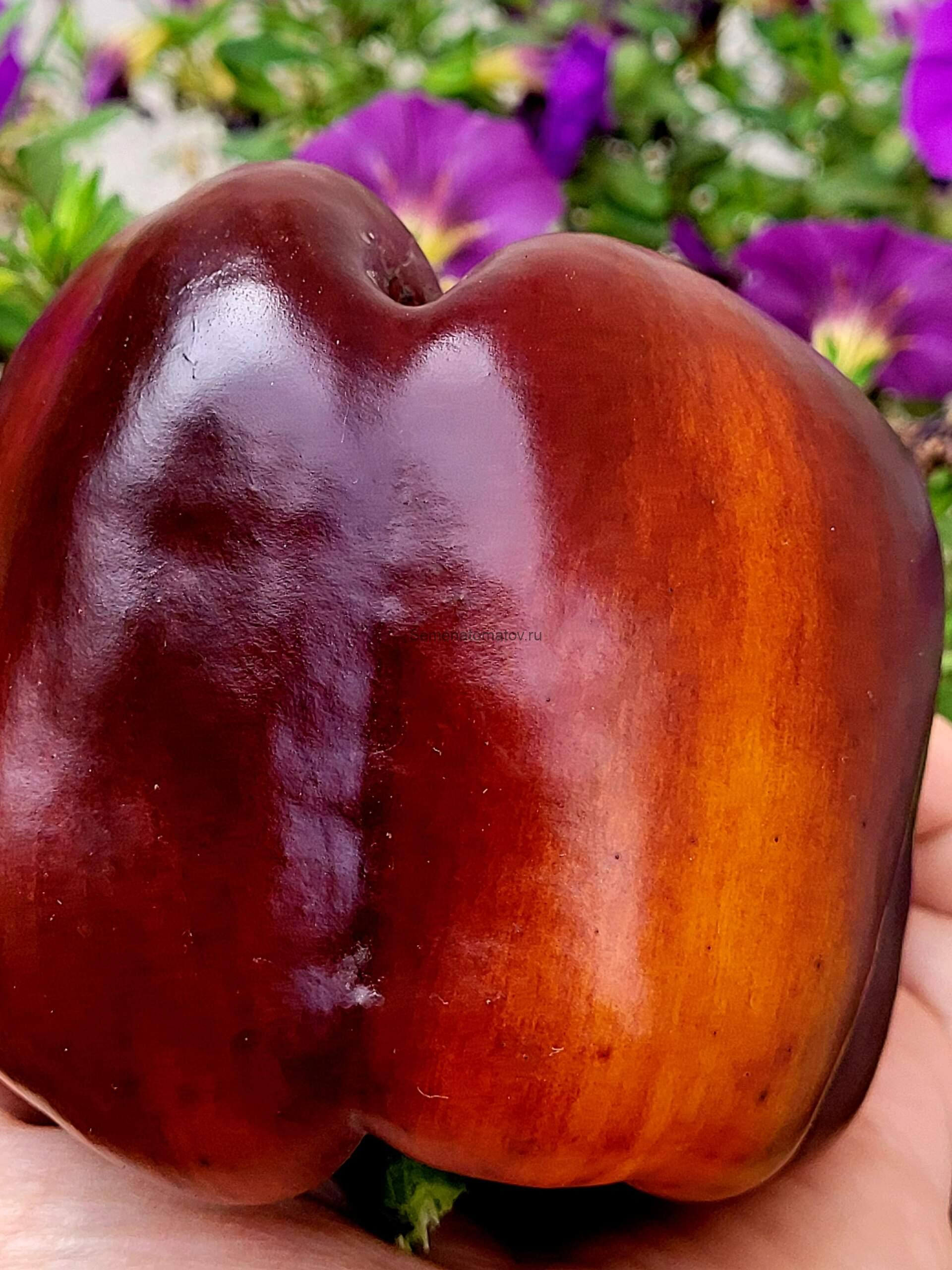 Галактика Galaxy — изображение 3