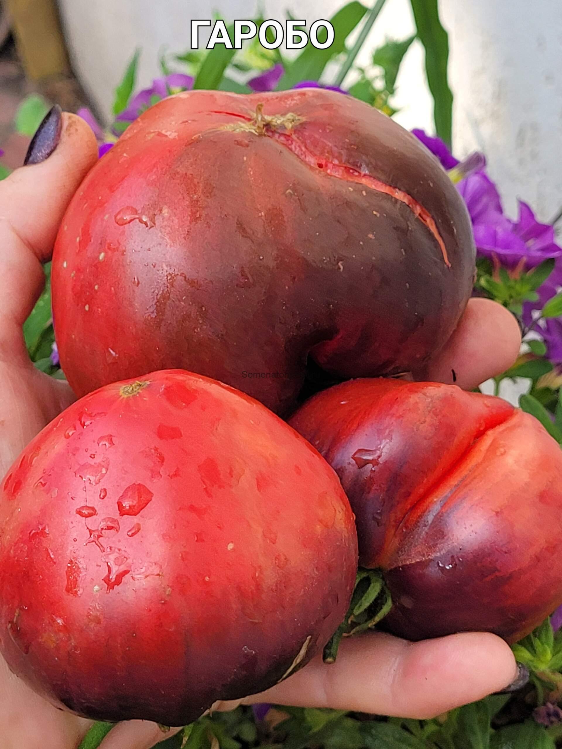 Гаробо ( Garobo Tomat, Сербия) — изображение 2