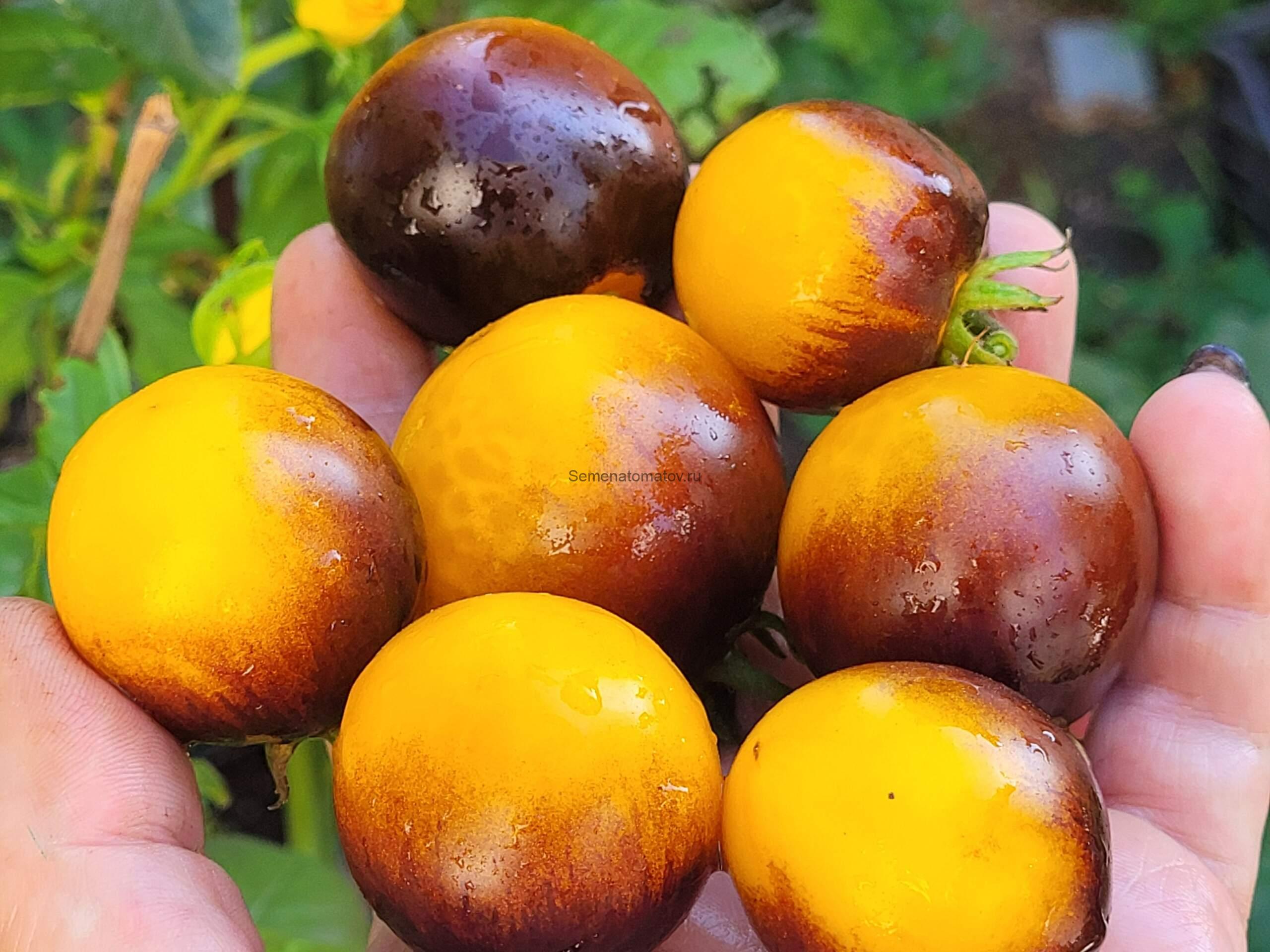 Dwarf Gondwana Moon / Гном Луна Гондвана