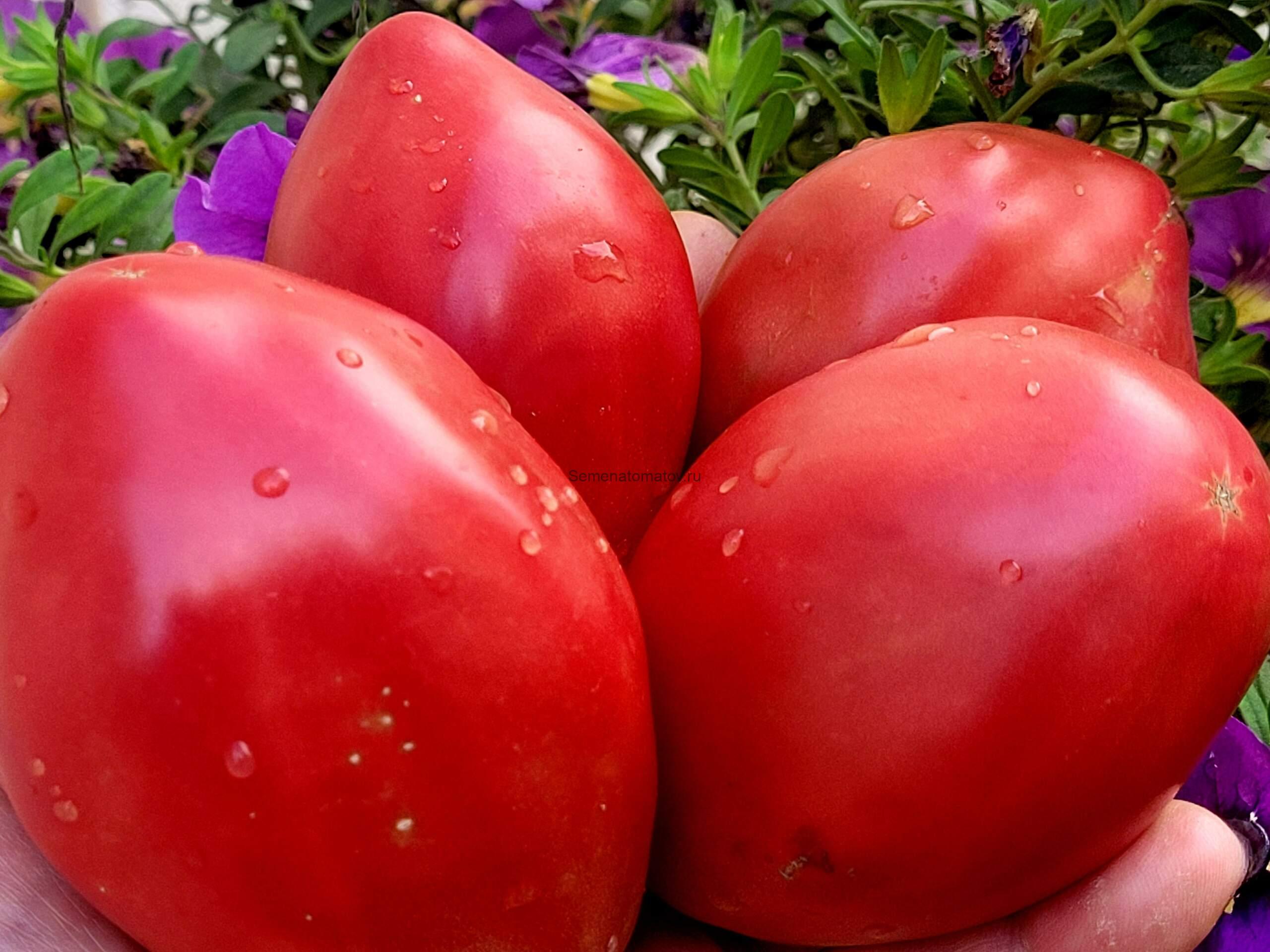 Фиолетовая груша брендивайн (Purple Pear Brandywine)