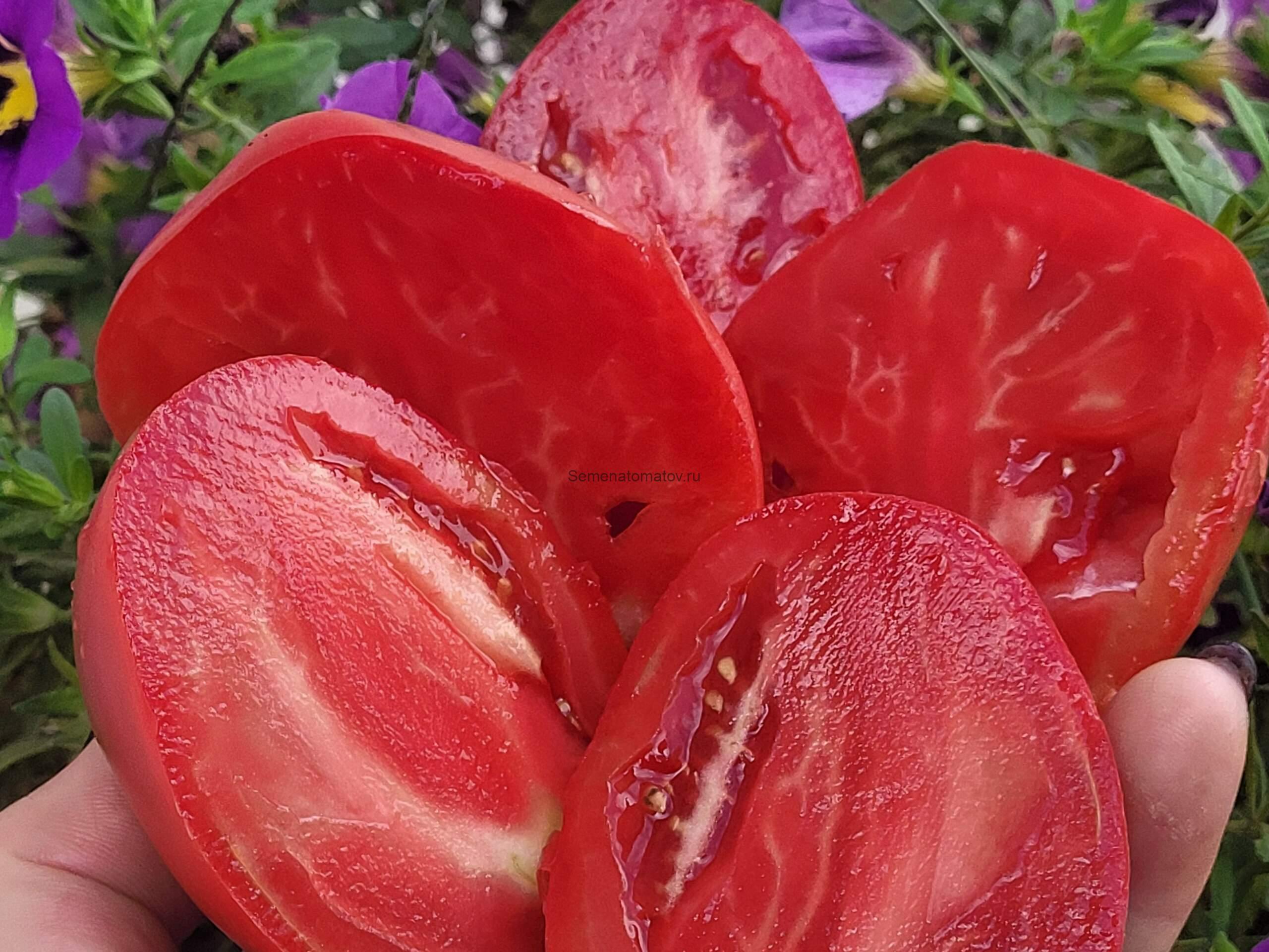 Фиолетовая груша брендивайн (Purple Pear Brandywine) — изображение 2