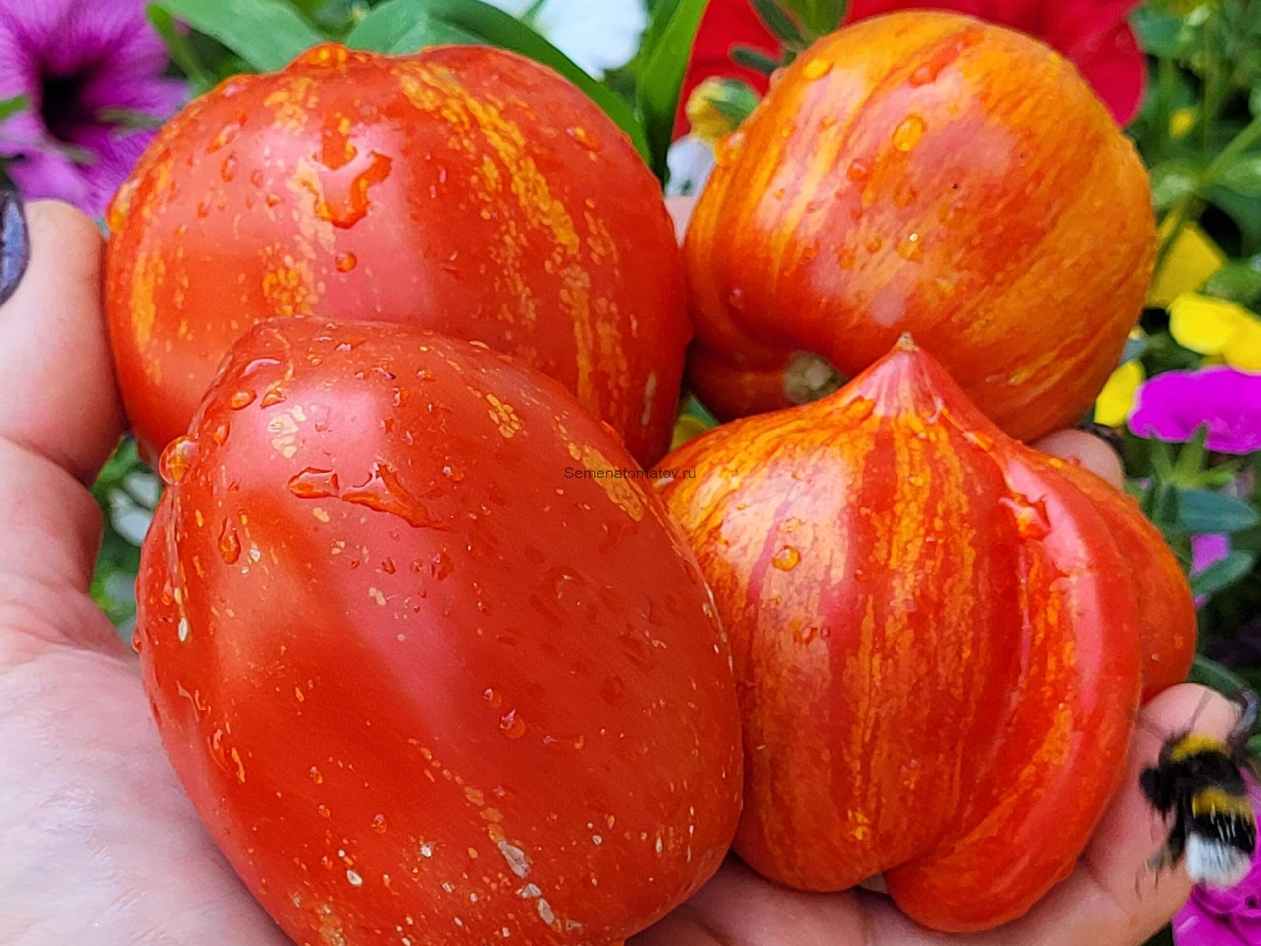 Pera de Los Filabres Груша Лос Филабрес Испания 1.7м 300гр среднеспелый