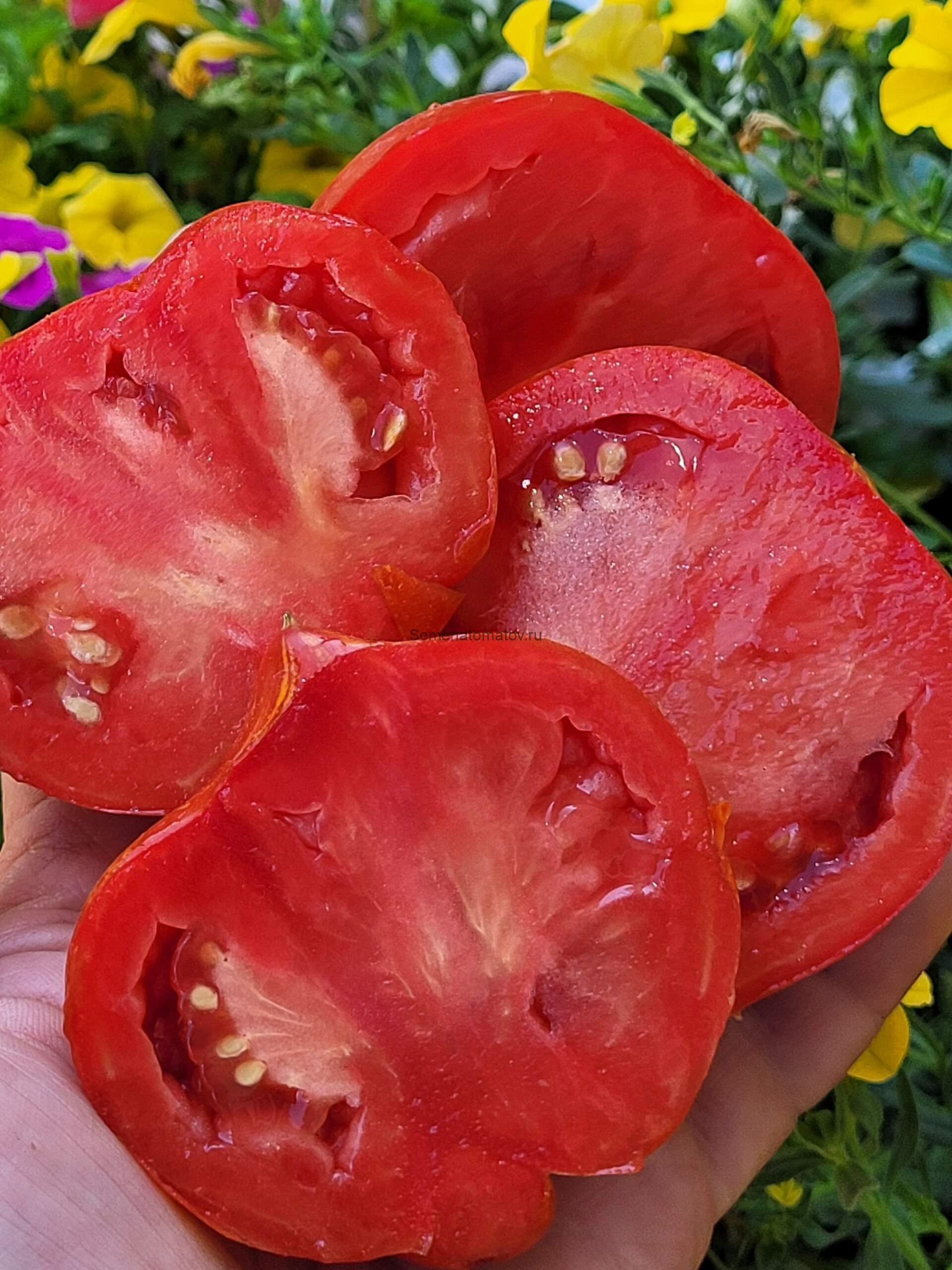 Pera de Los Filabres Груша Лос Филабрес Испания 1.7м 300гр среднеспелый — изображение 2