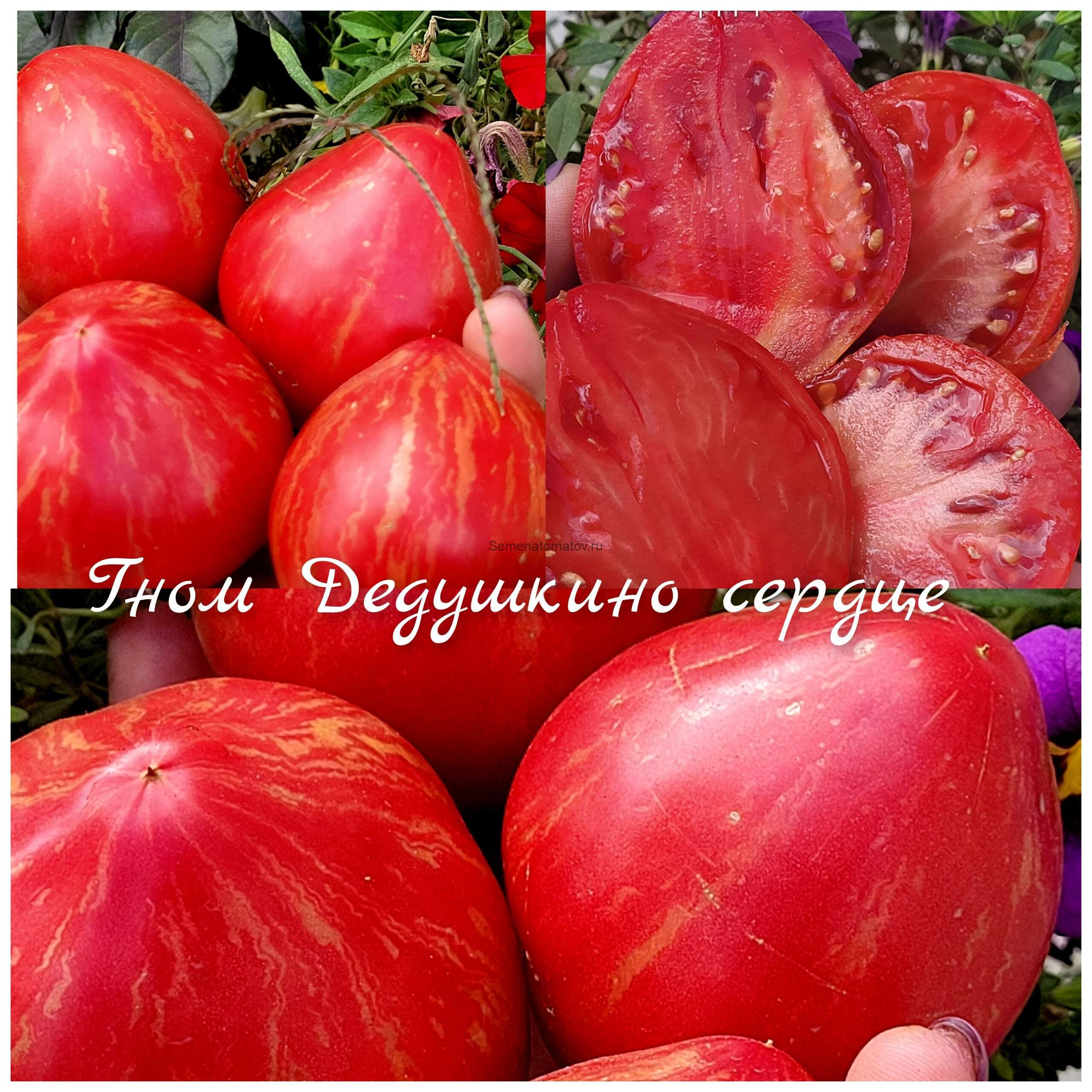 Гном Восставший Звездный Истребитель Дедушкино Сердце — изображение 2