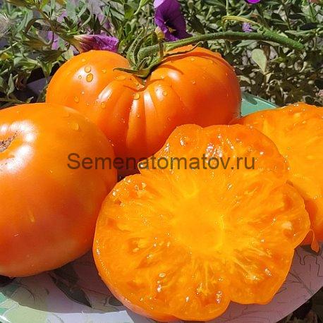 Большой оранжевый Джона ( John's Big Orange)1.8м среднеспелый 300-500гр — изображение 2