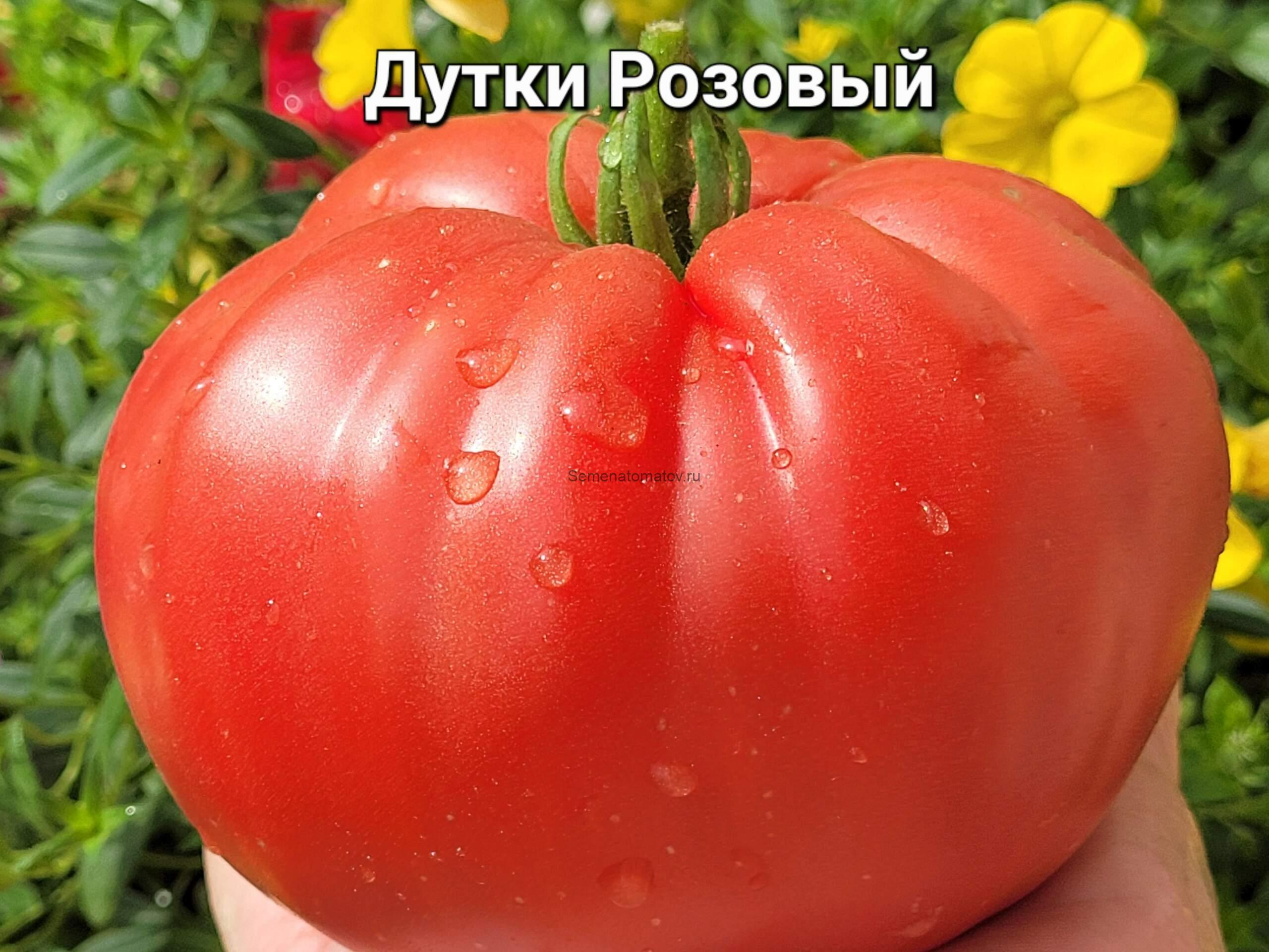 Dutka's Pink (Дутки Розовый)