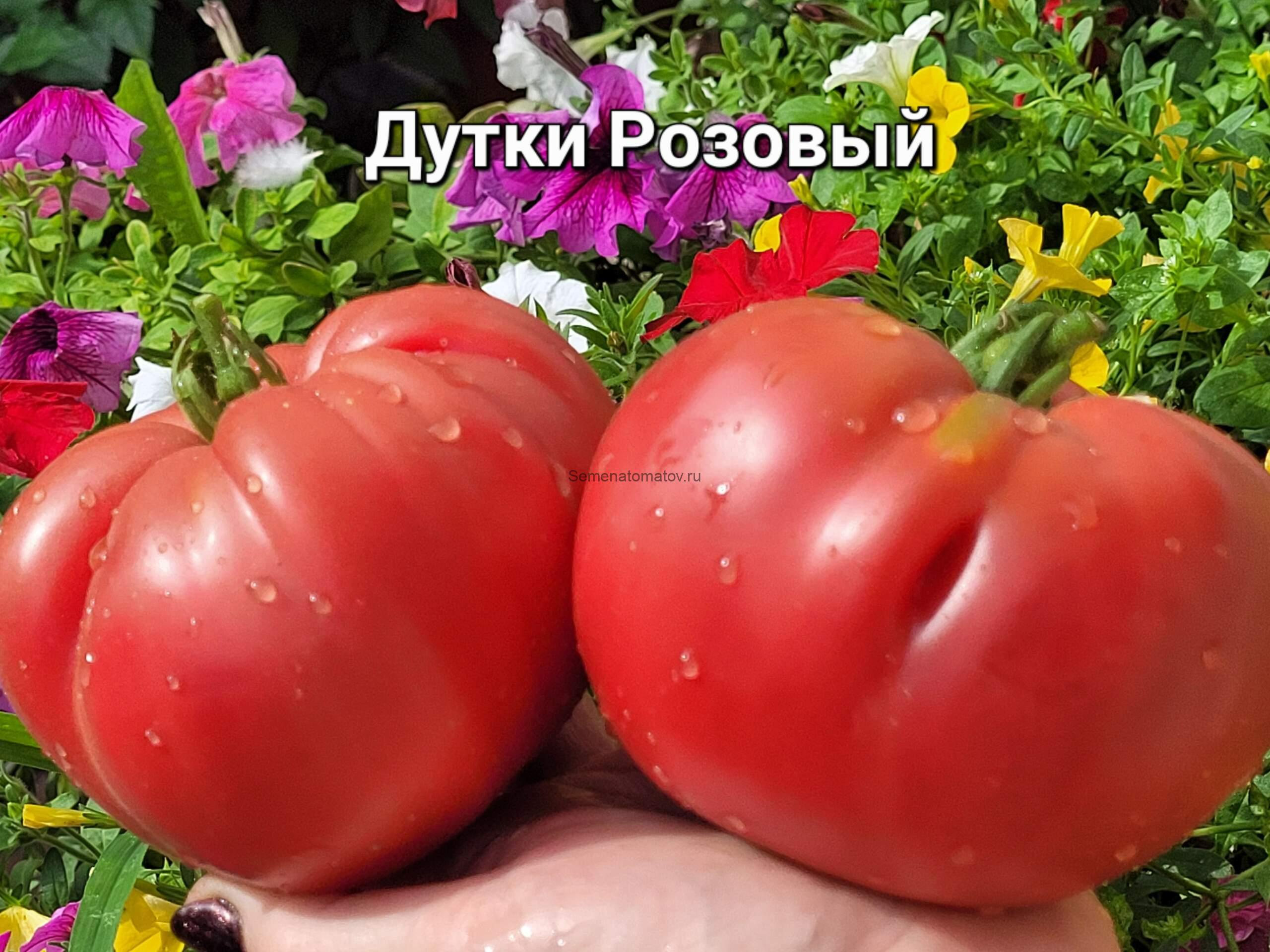 Dutka's Pink (Дутки Розовый) — изображение 2
