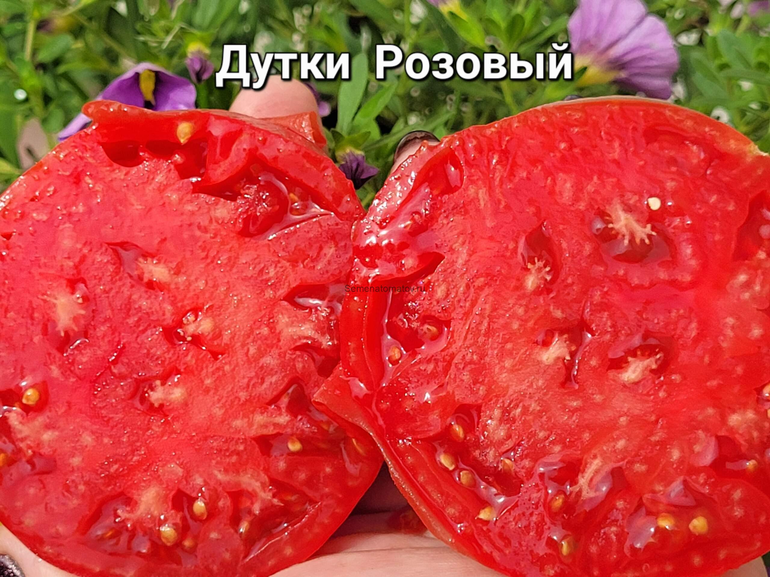 Dutka's Pink (Дутки Розовый) — изображение 3