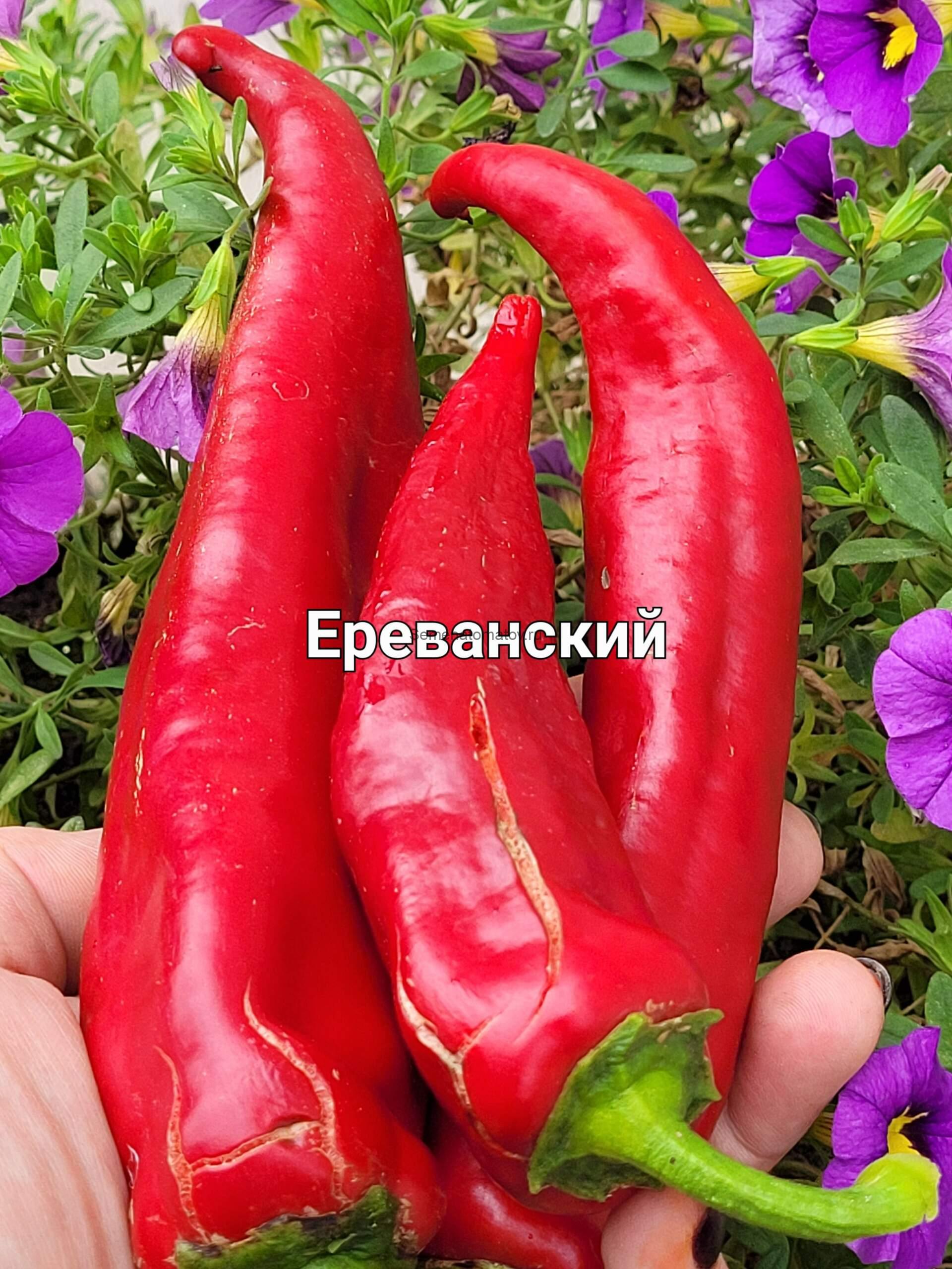 Ереванский Острый