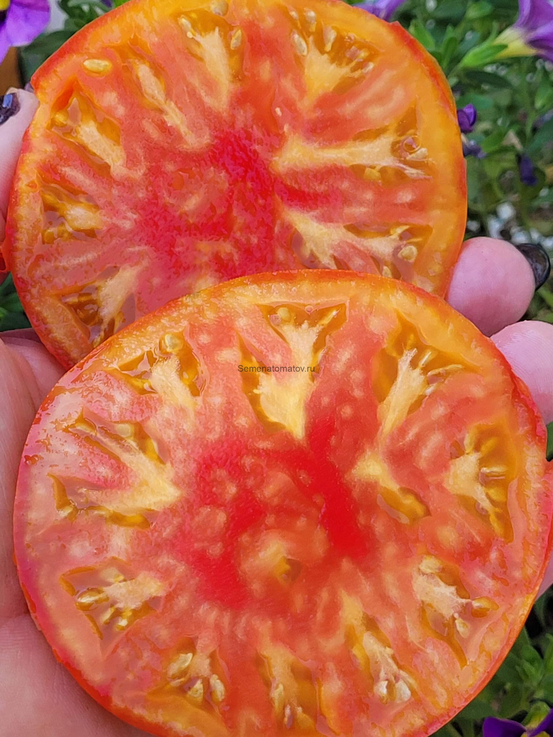 Звездная Пыль (Stardust)Среднеспелый 1.7м 300-500гр — изображение 2