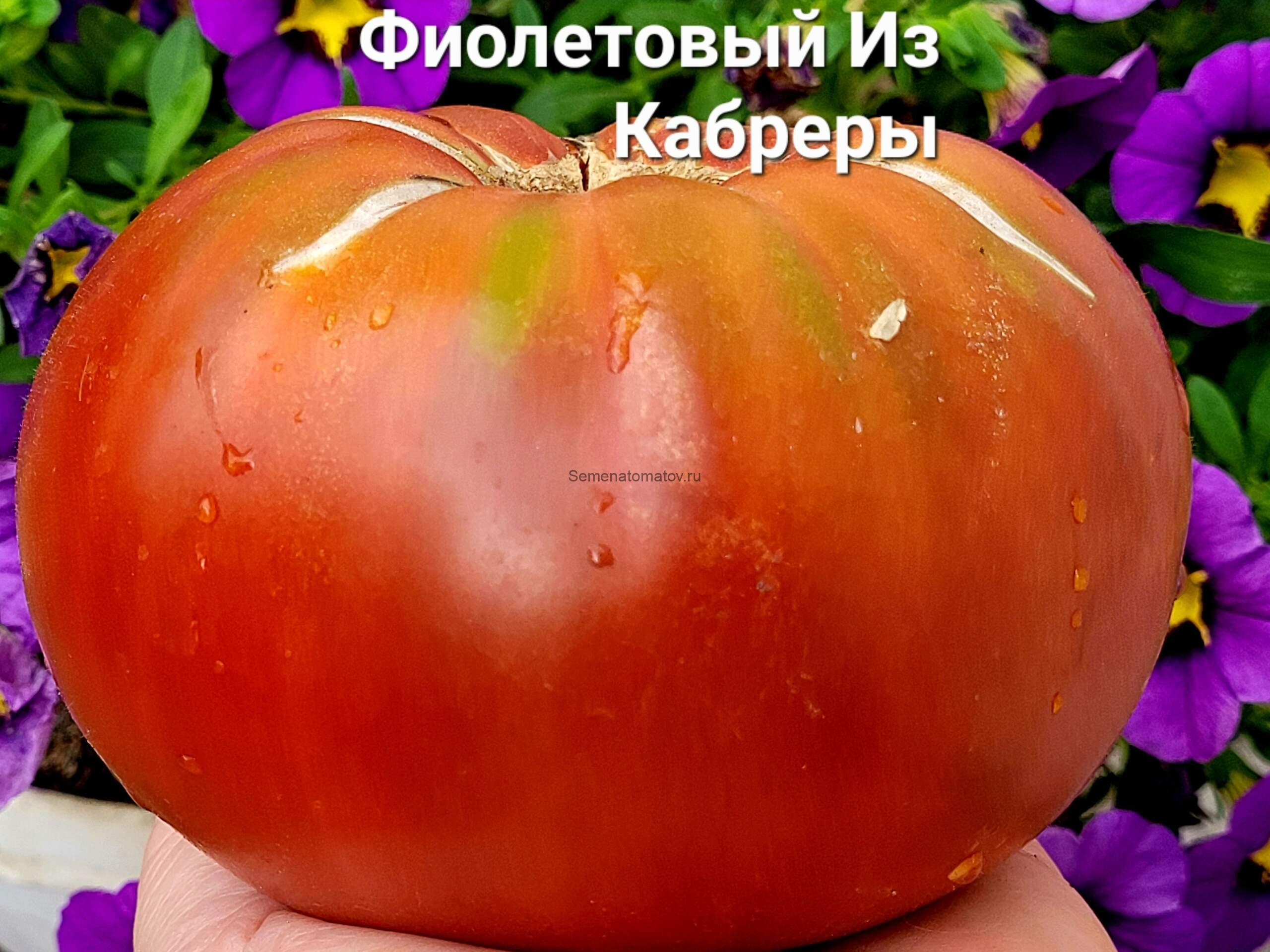 Morado de la Cabrеra (Фиолетовый из Кабреры),Италия