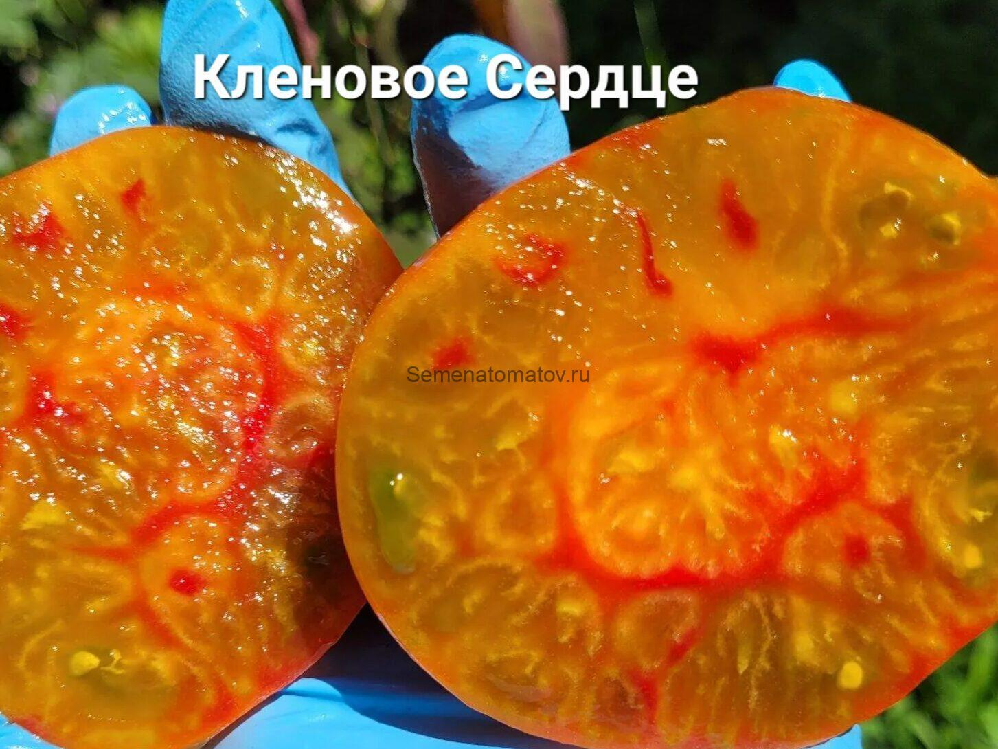 Кленовое Сердце — изображение 2