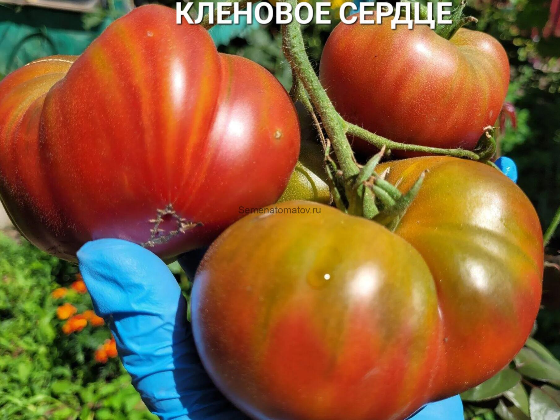 Кленовое Сердце — изображение 3