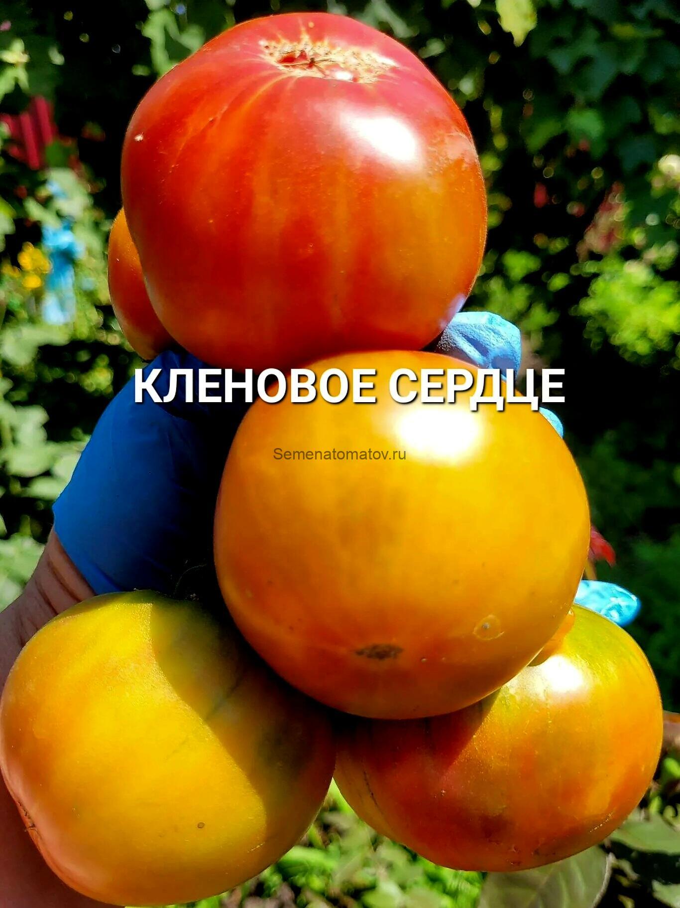 Кленовое Сердце — изображение 4