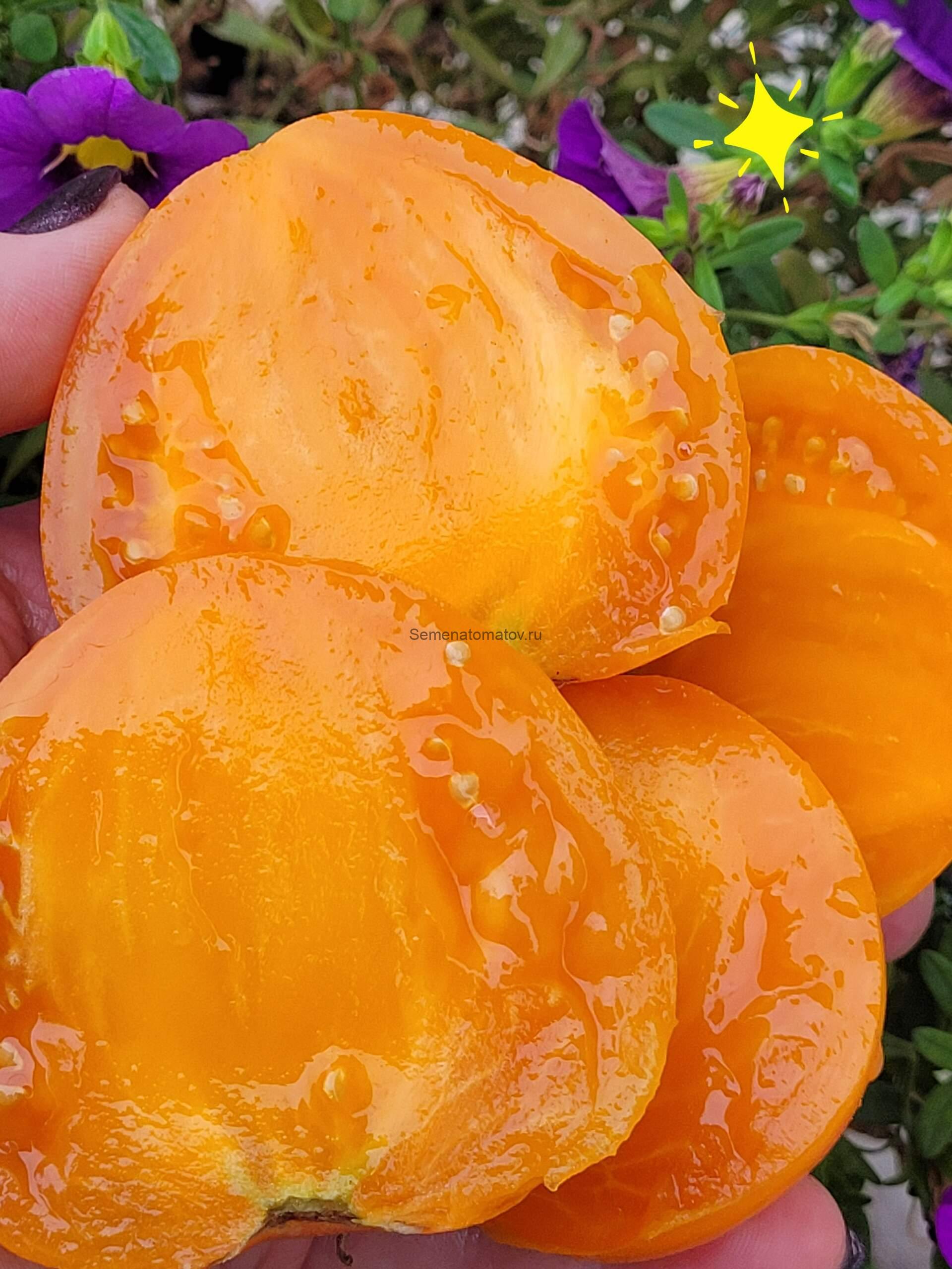 Орлиный Клюв Оранжевый — изображение 2