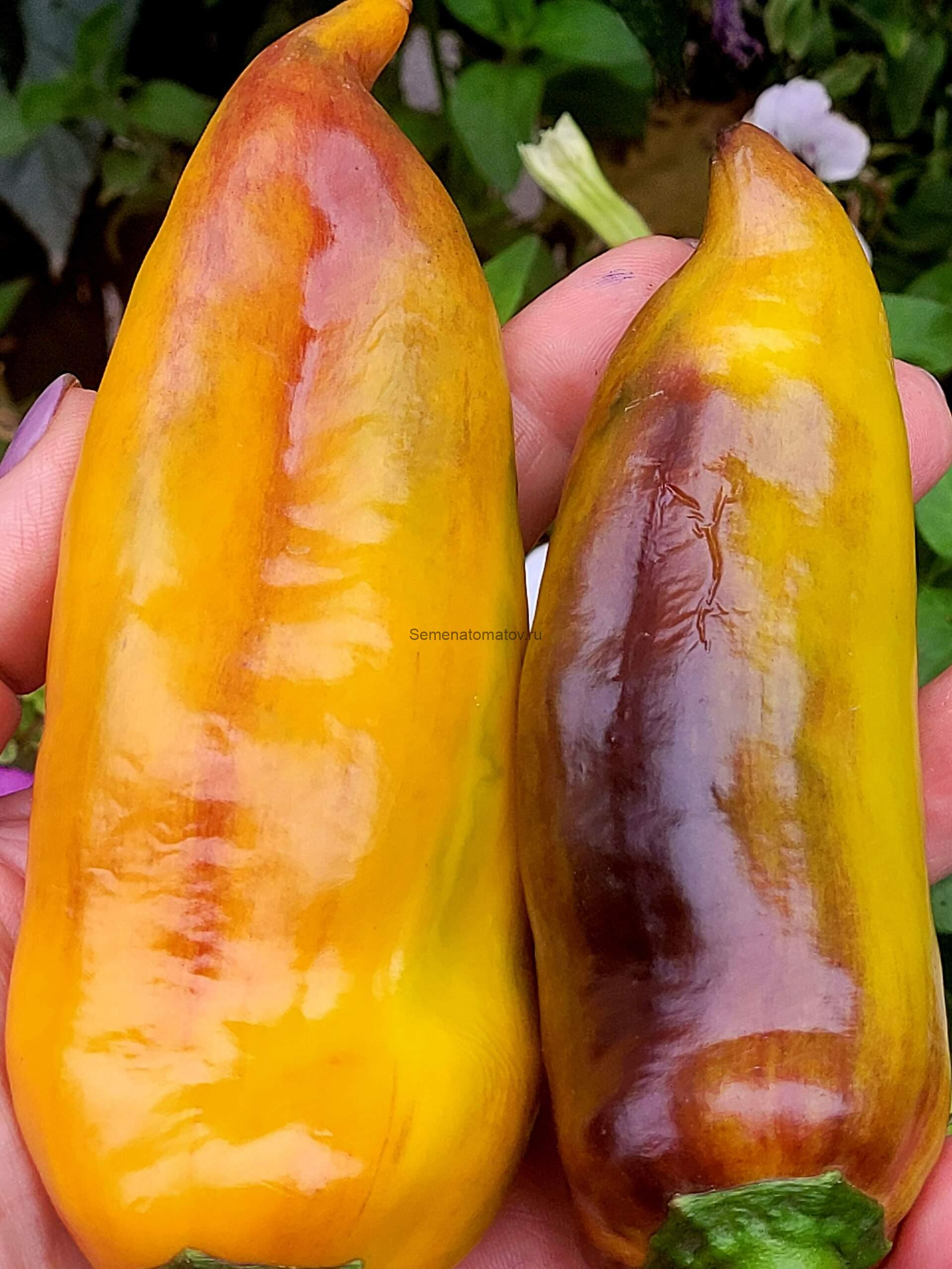 Unghie Giallo Violacee Фиолетово-Желтые Когти