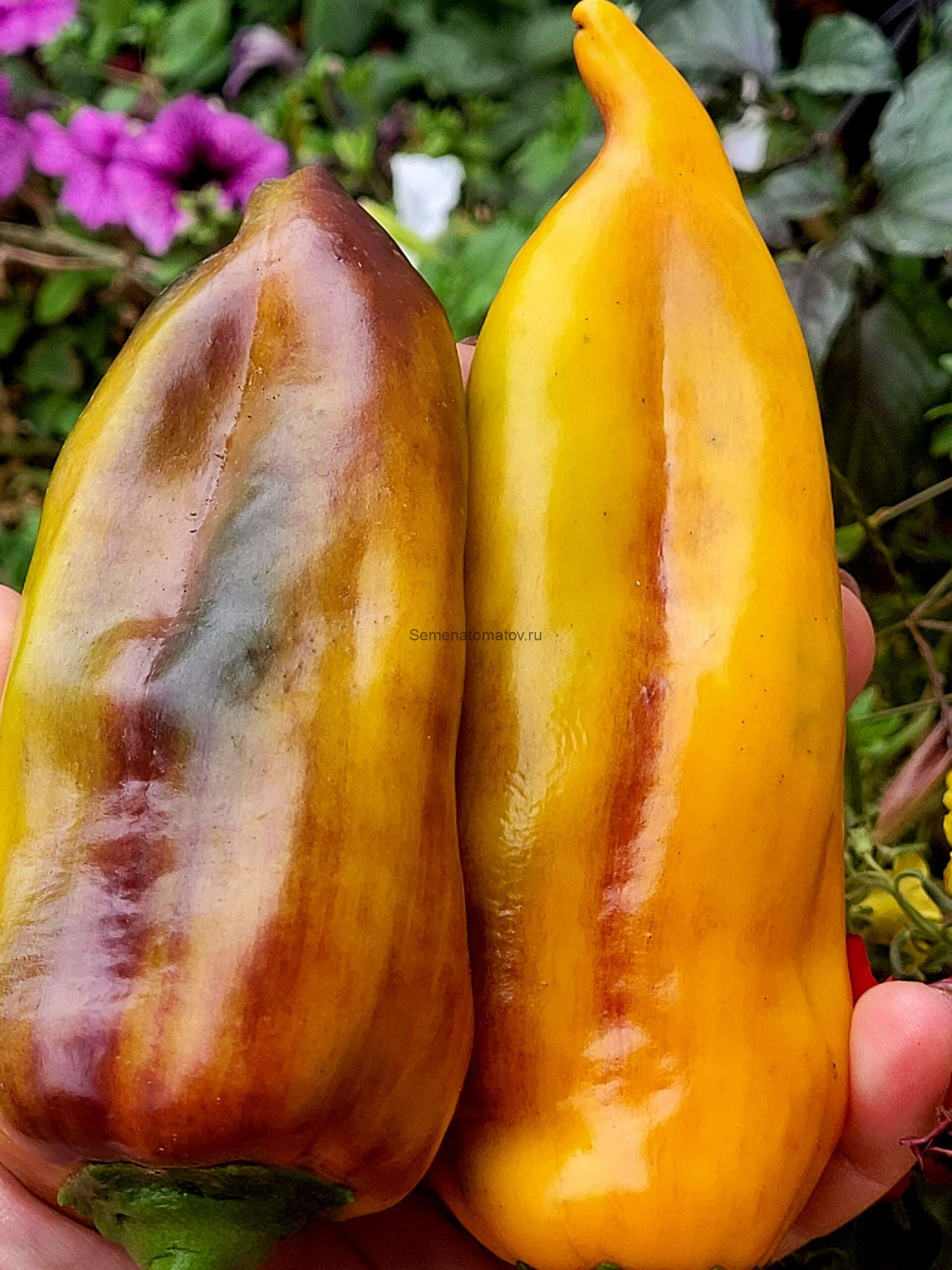 Unghie Giallo Violacee Фиолетово-Желтые Когти — изображение 2