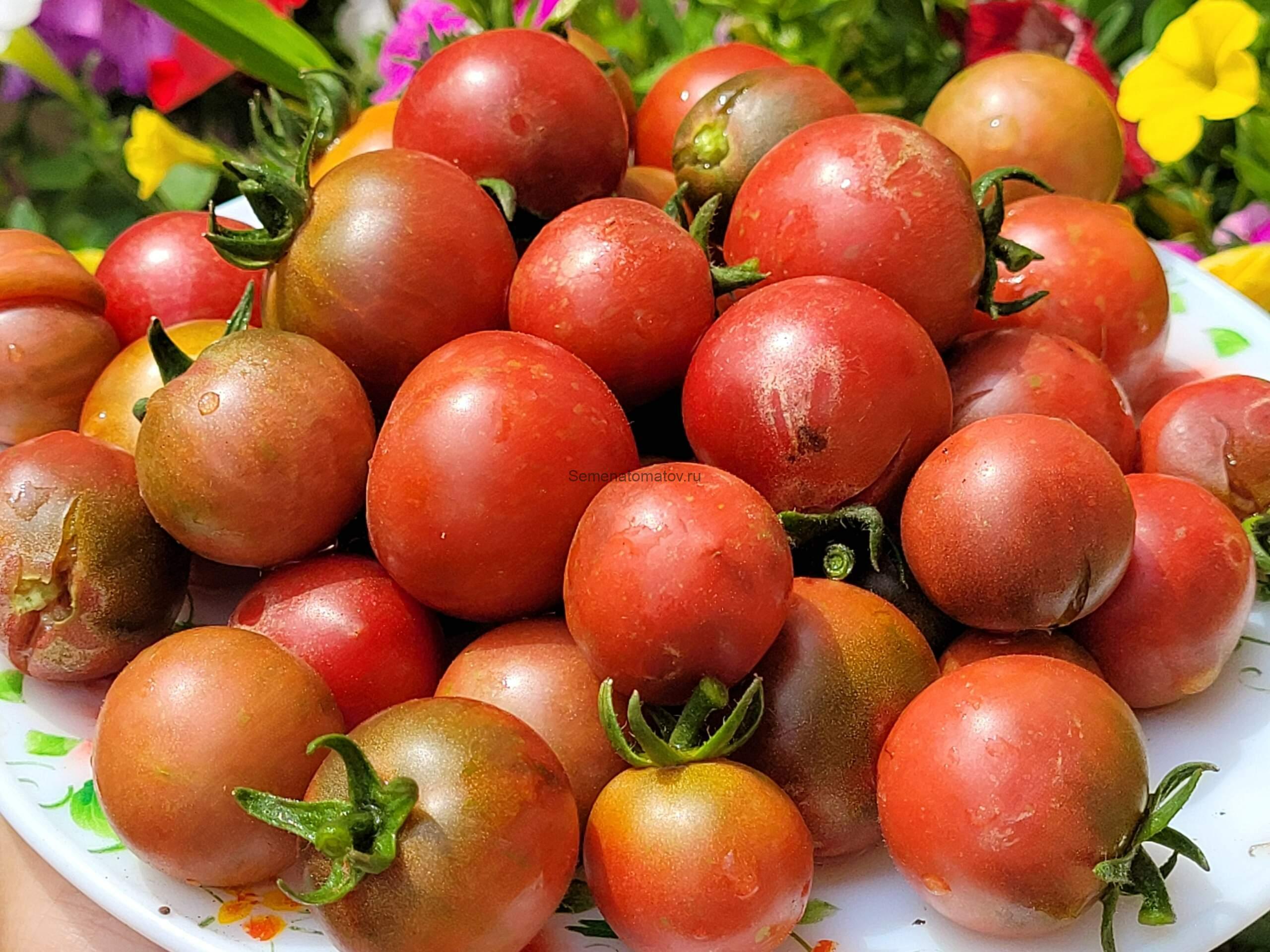 Dwarf Controversy Гном Утверждение