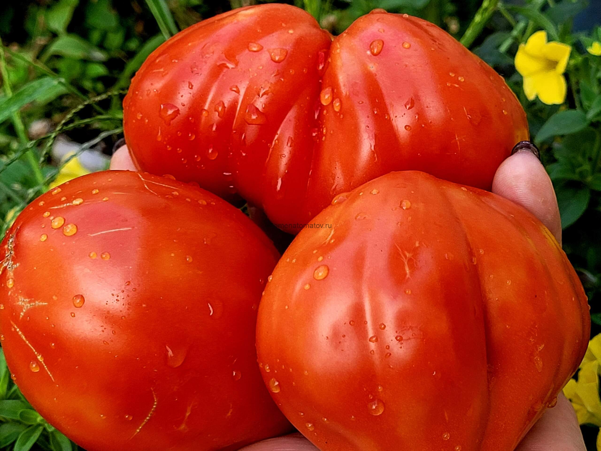 Corazon de buey (Коразон де буе / Сердце быка, Испания)