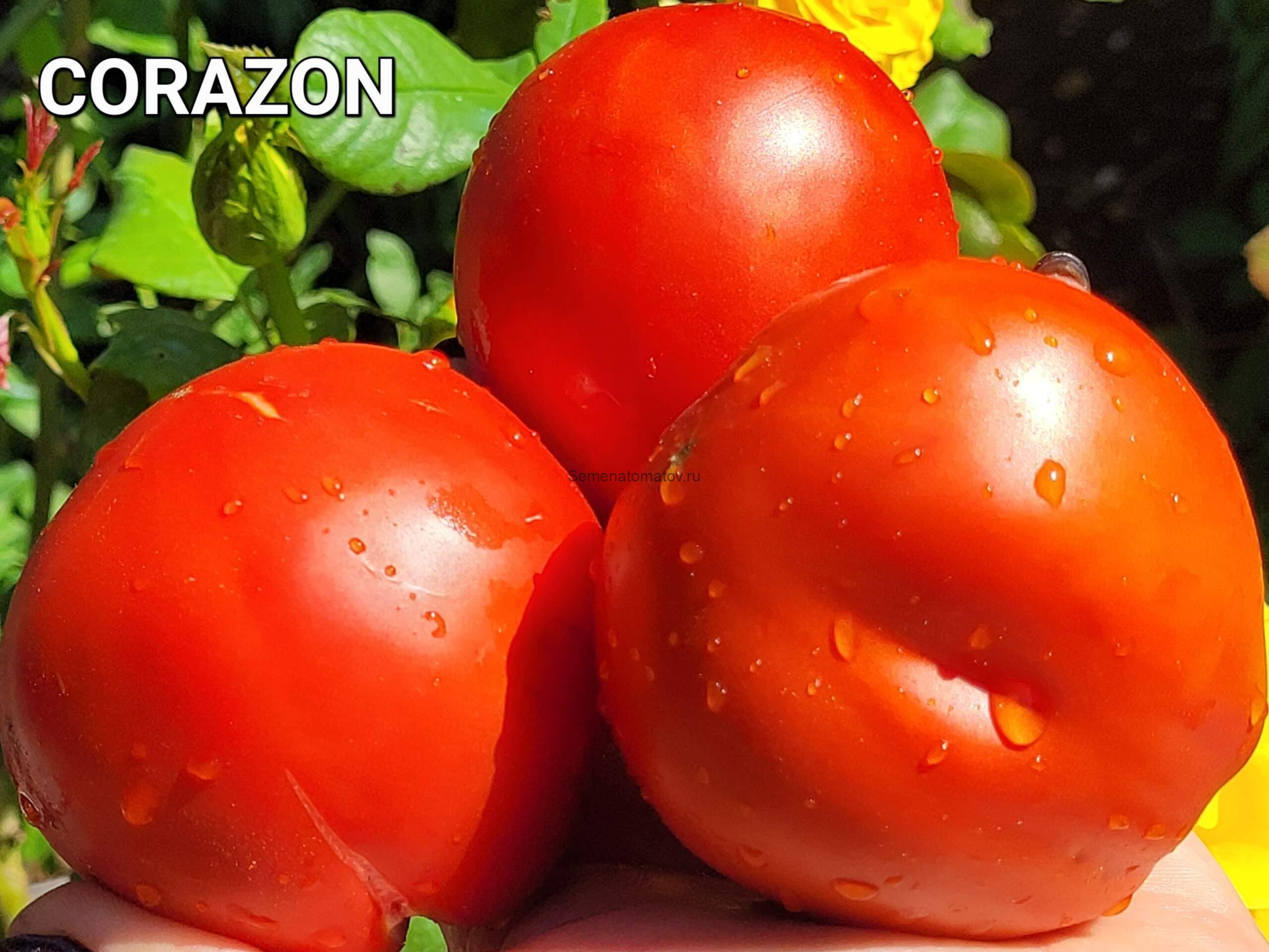 Corazon Корасон  Италия Среднерослый 1.7м Среднеспелый 300гр