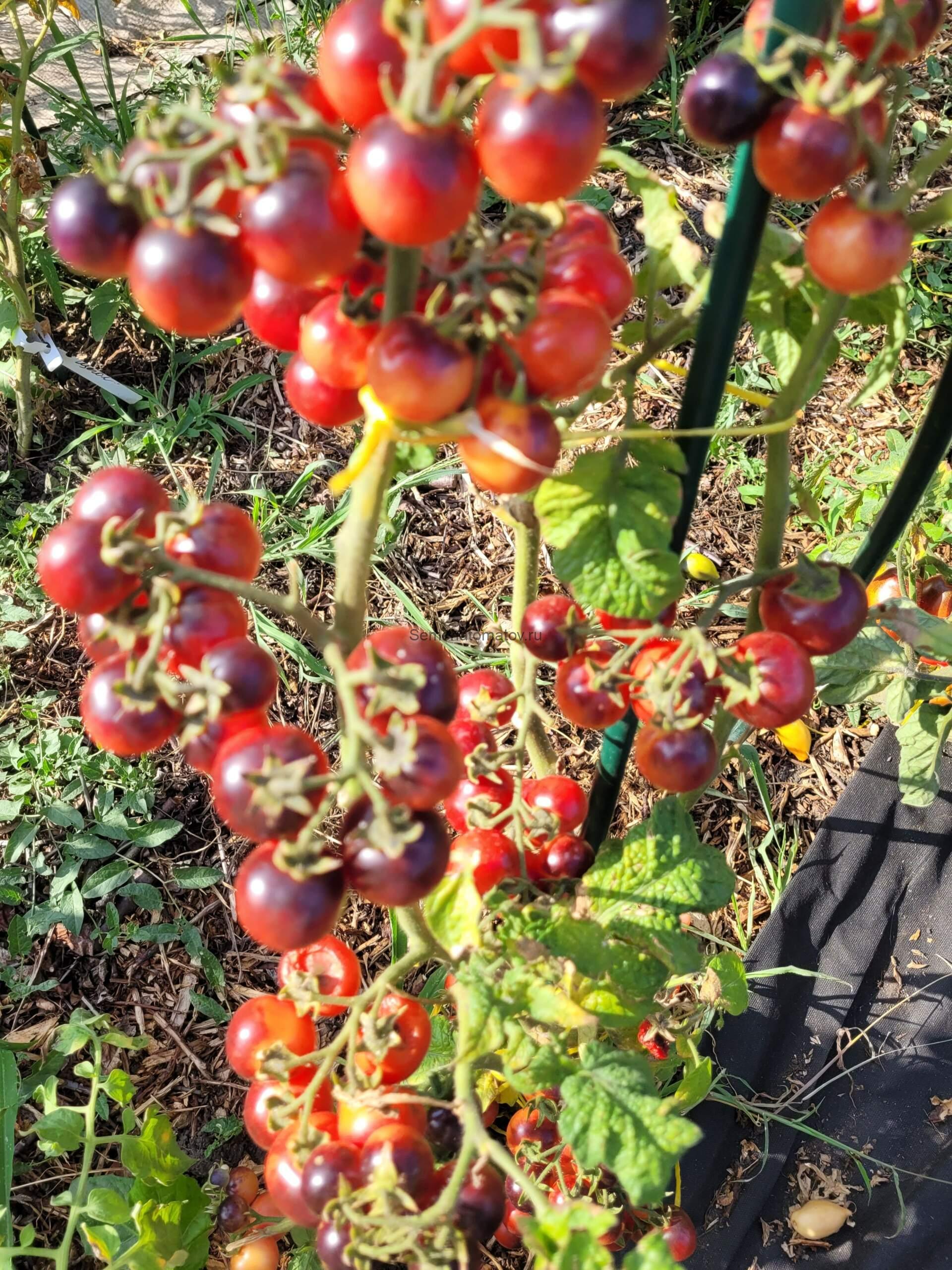 Little Red Corvette Dwarf Гном Маленький Красный Корвет — изображение 2