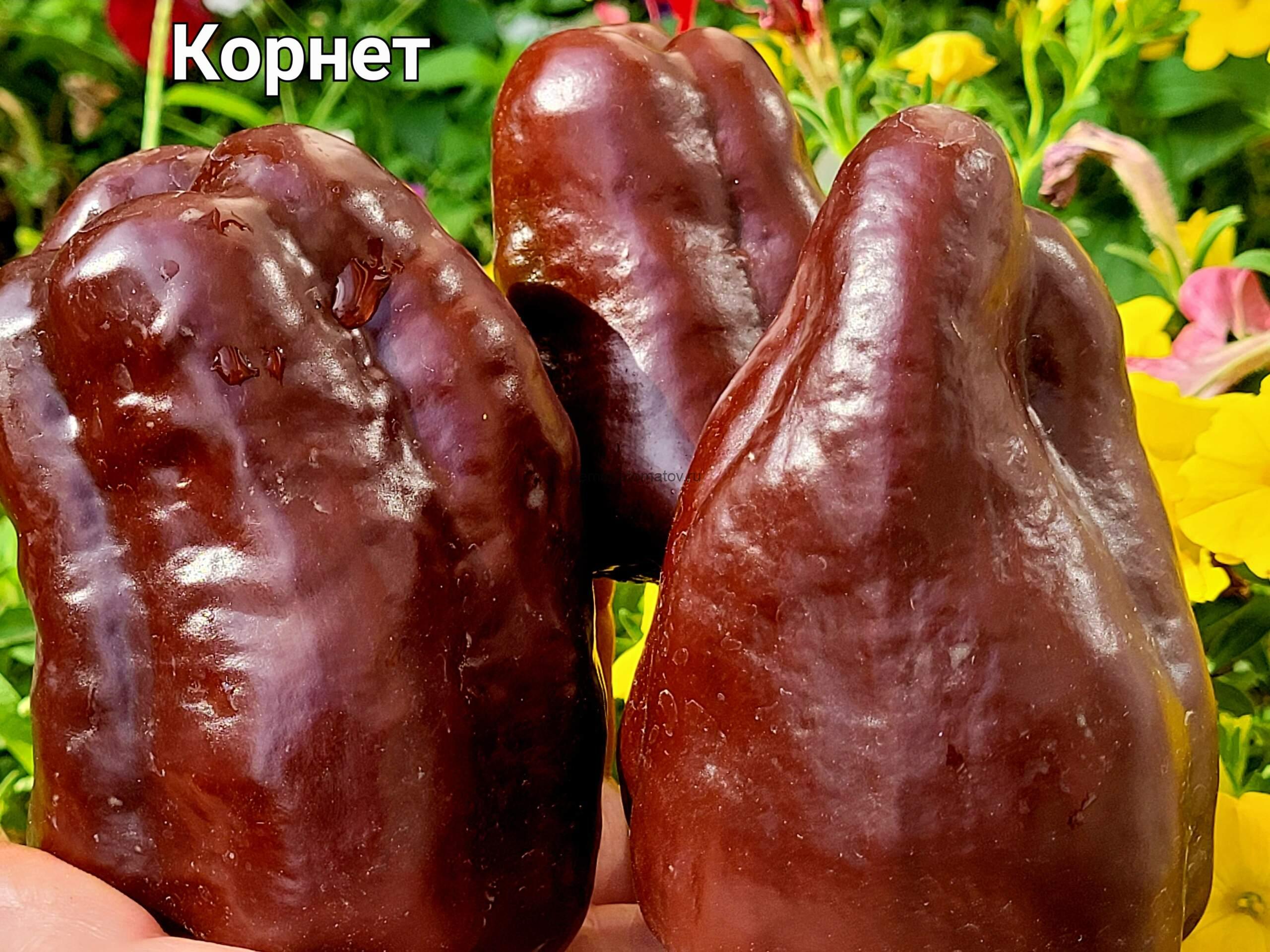 Корнет