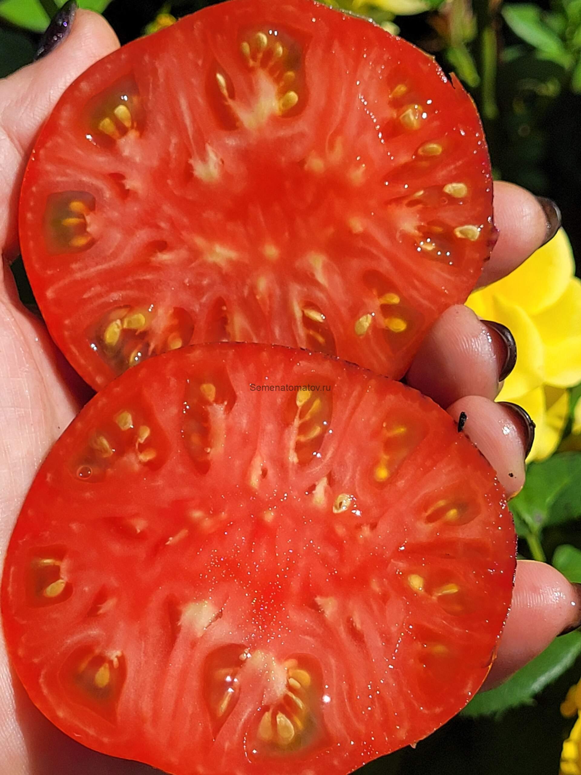 Indigo Queen / Королева индиго 1.7м среднеспелый 200-300гр — изображение 2