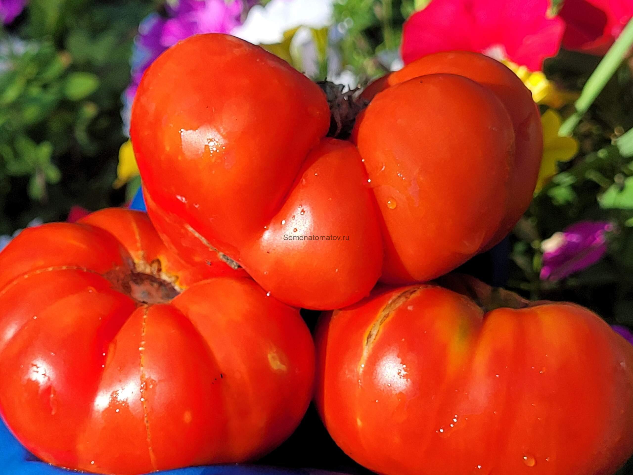 Jackass red dwarf / Гном Красный осёл