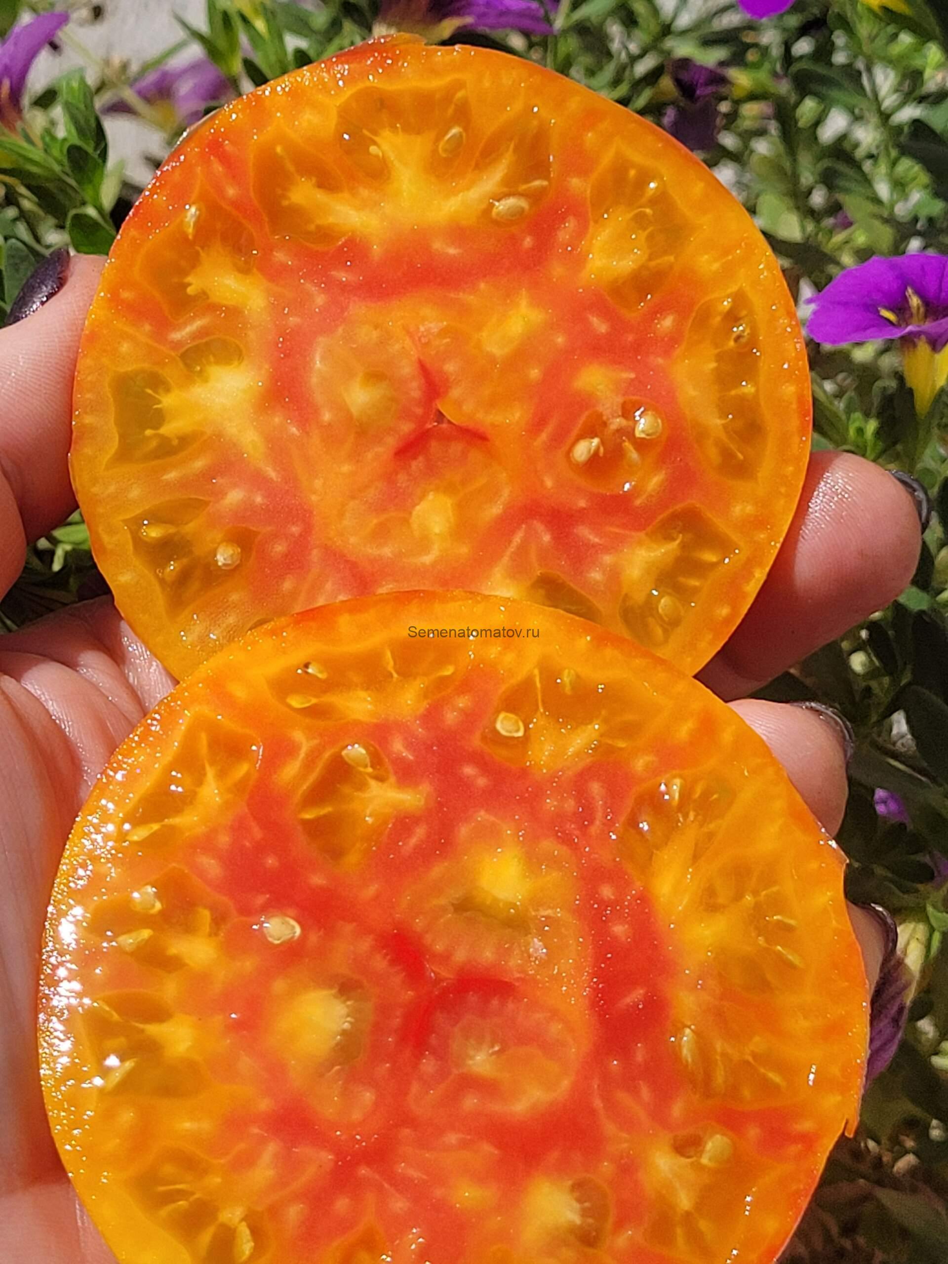 Dwarf beauty of the surf (Гном Красота прибоя) — изображение 2