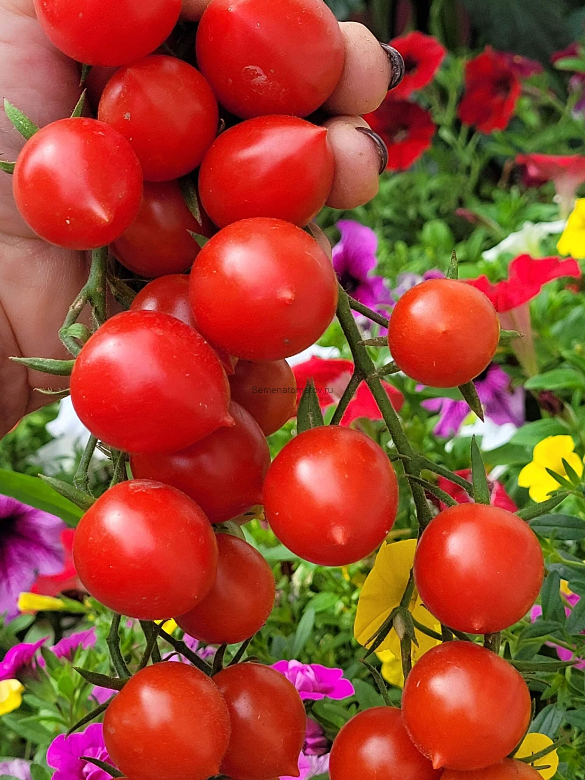 Кубелло — изображение 2