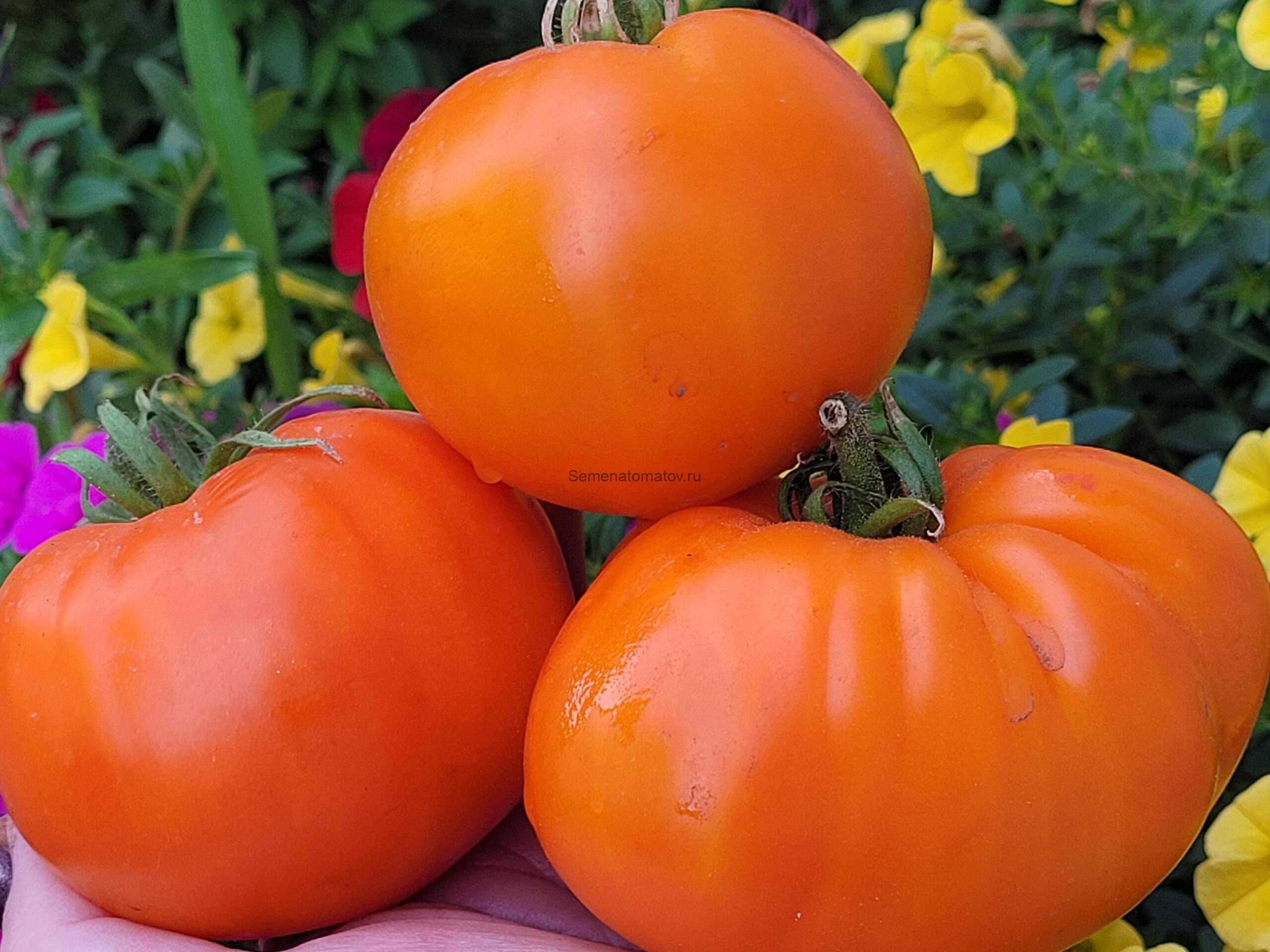 Bean Paw Yellow (Бобовая лапа желтая), Италия