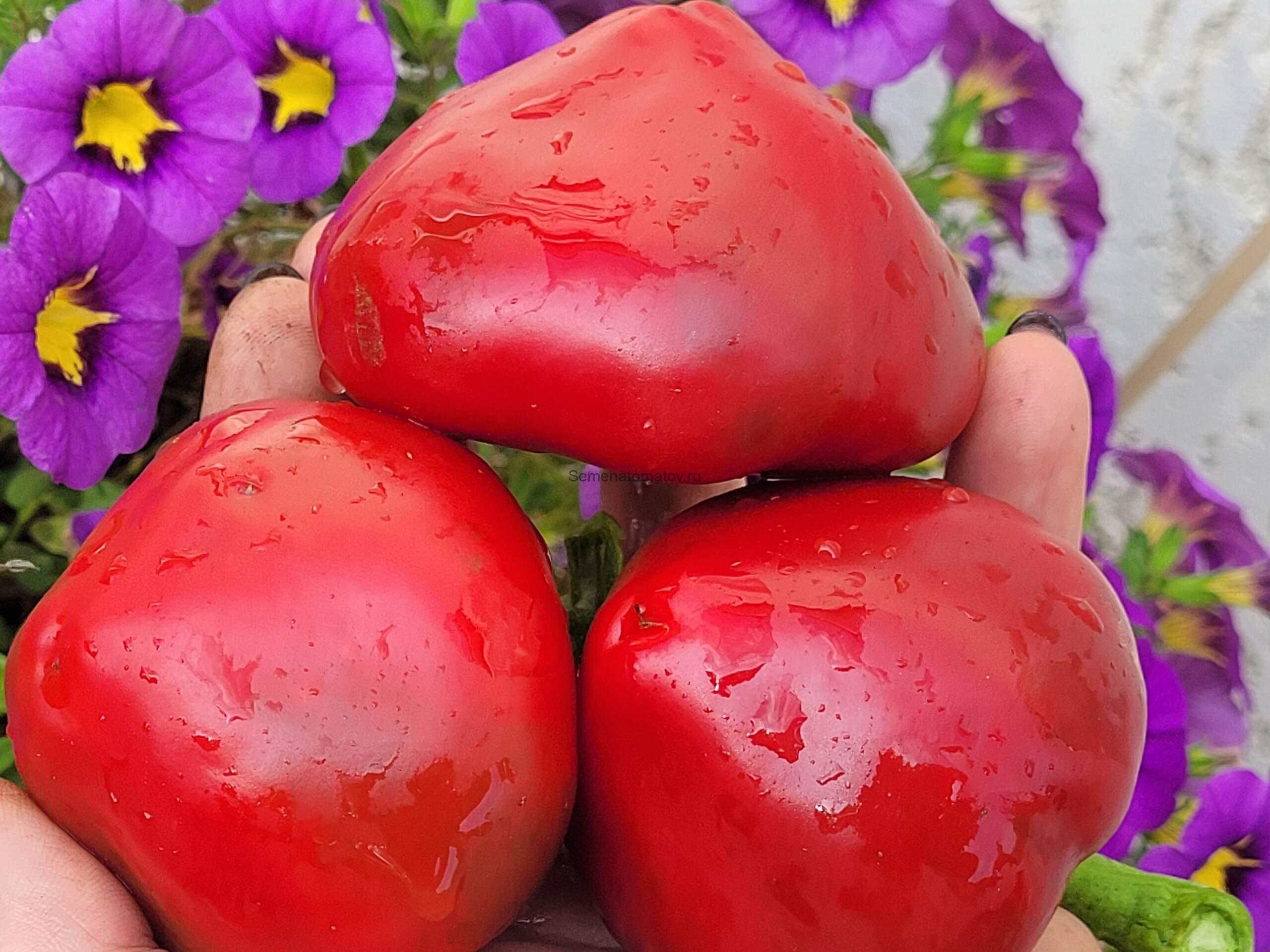 Леся Фиолетовая (Lesya Purple)